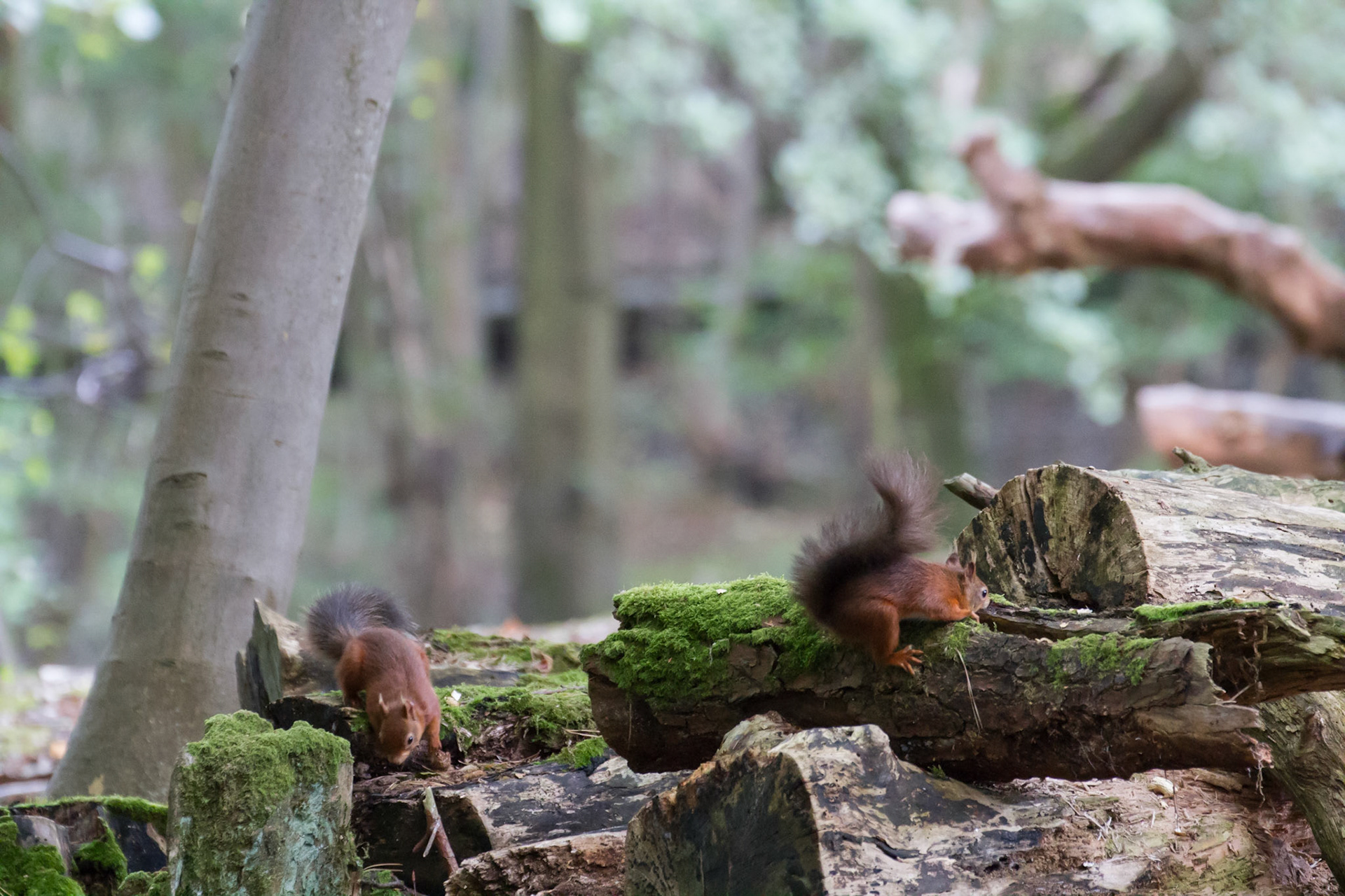 Red squirrels in the woods, Brownsea Island