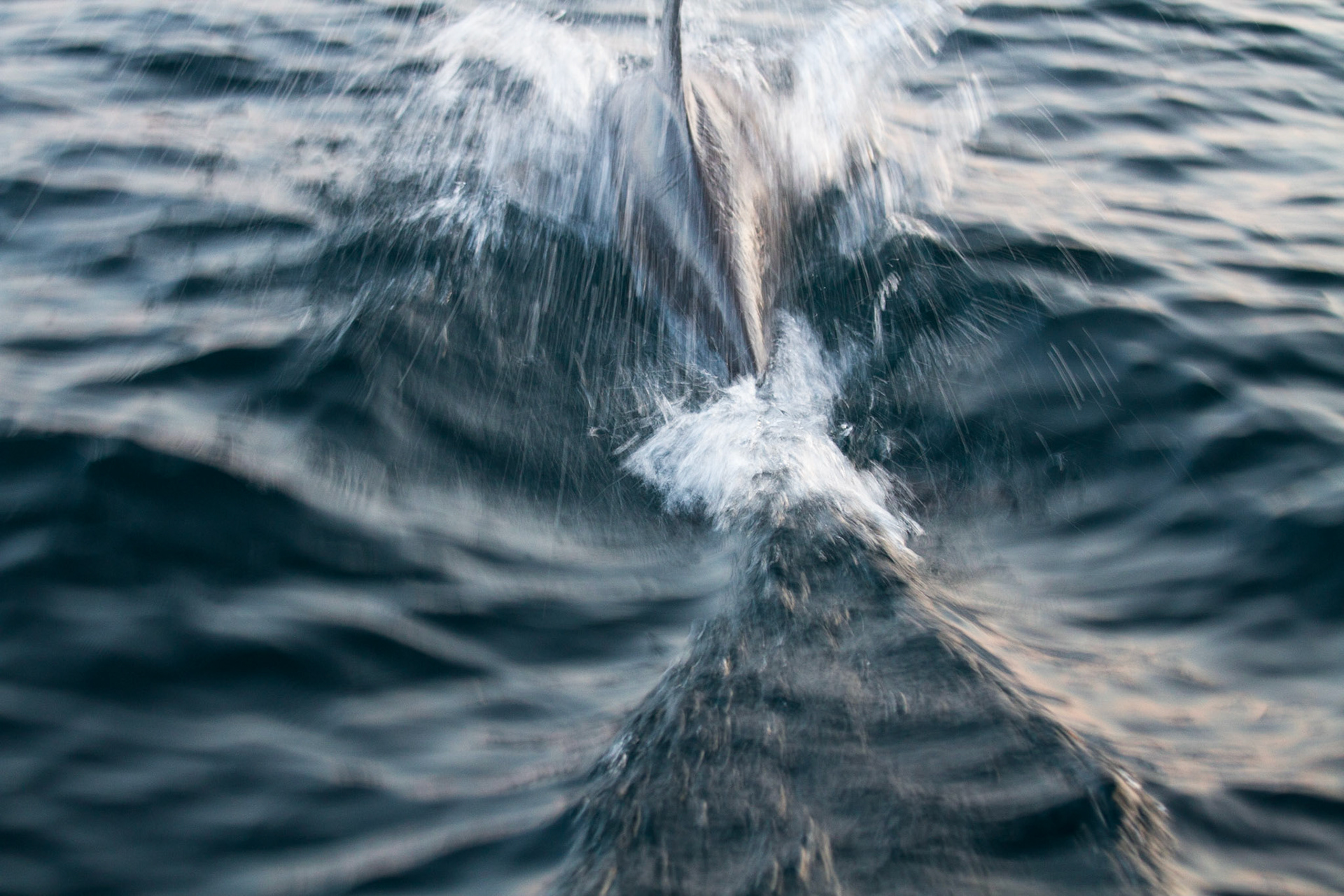 Dolphin