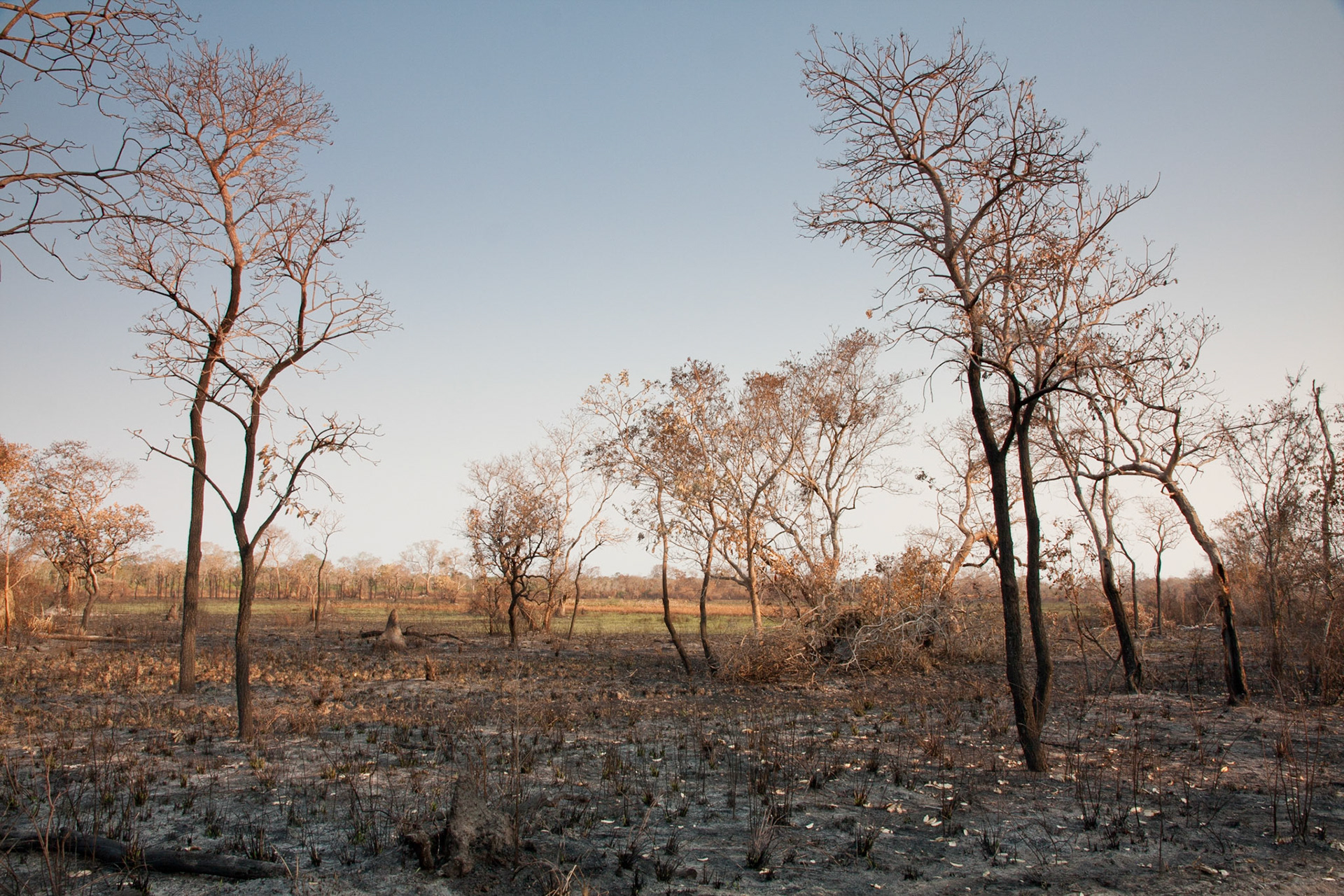 After a bush fire