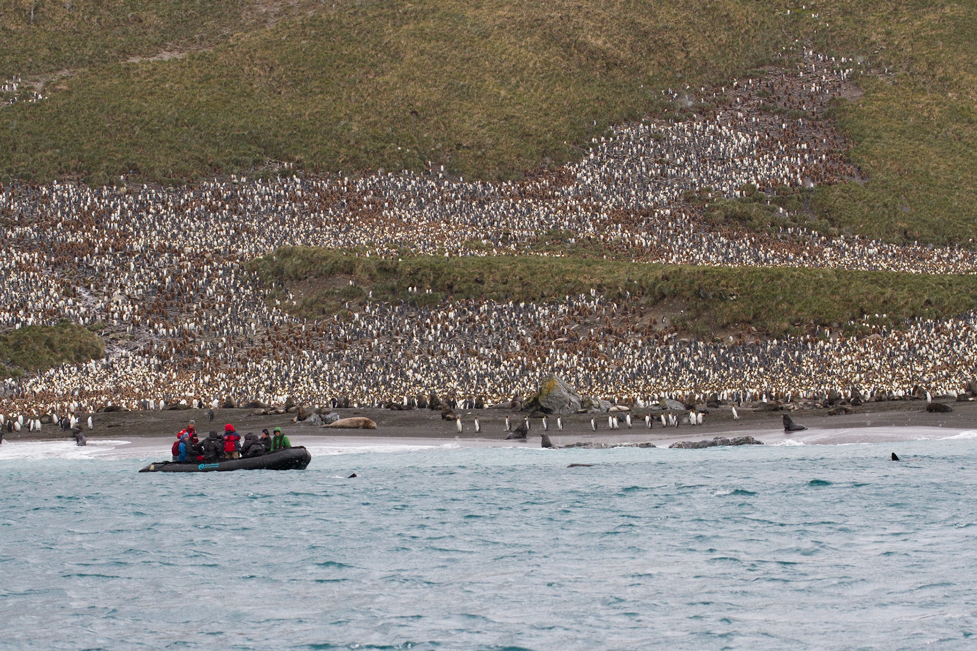 King penguin colony, Right Whale Bay