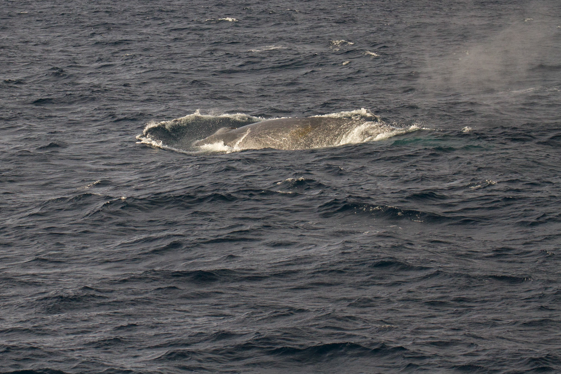 Blue whale