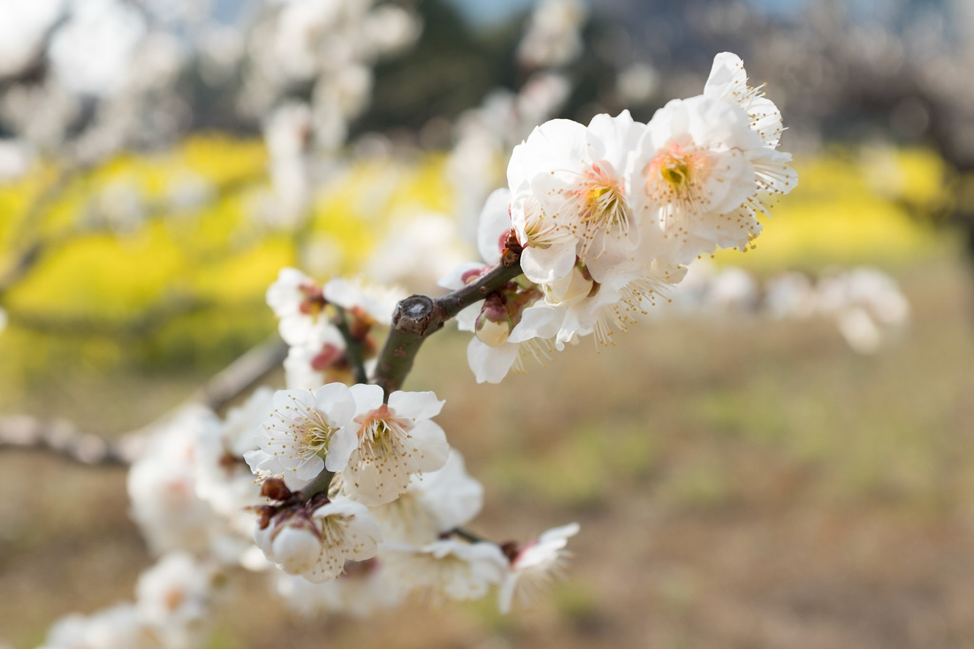 Plum blossom