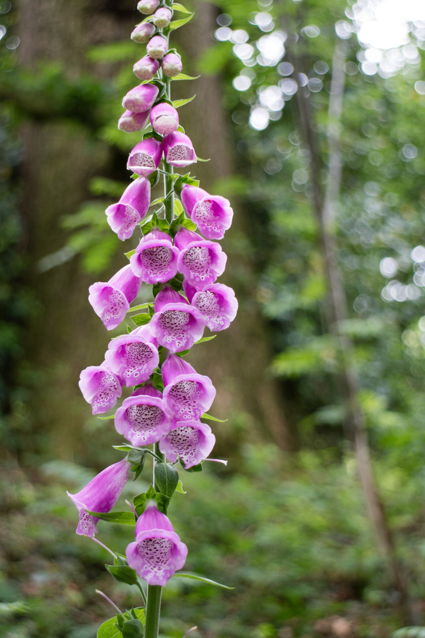 Foxgloves