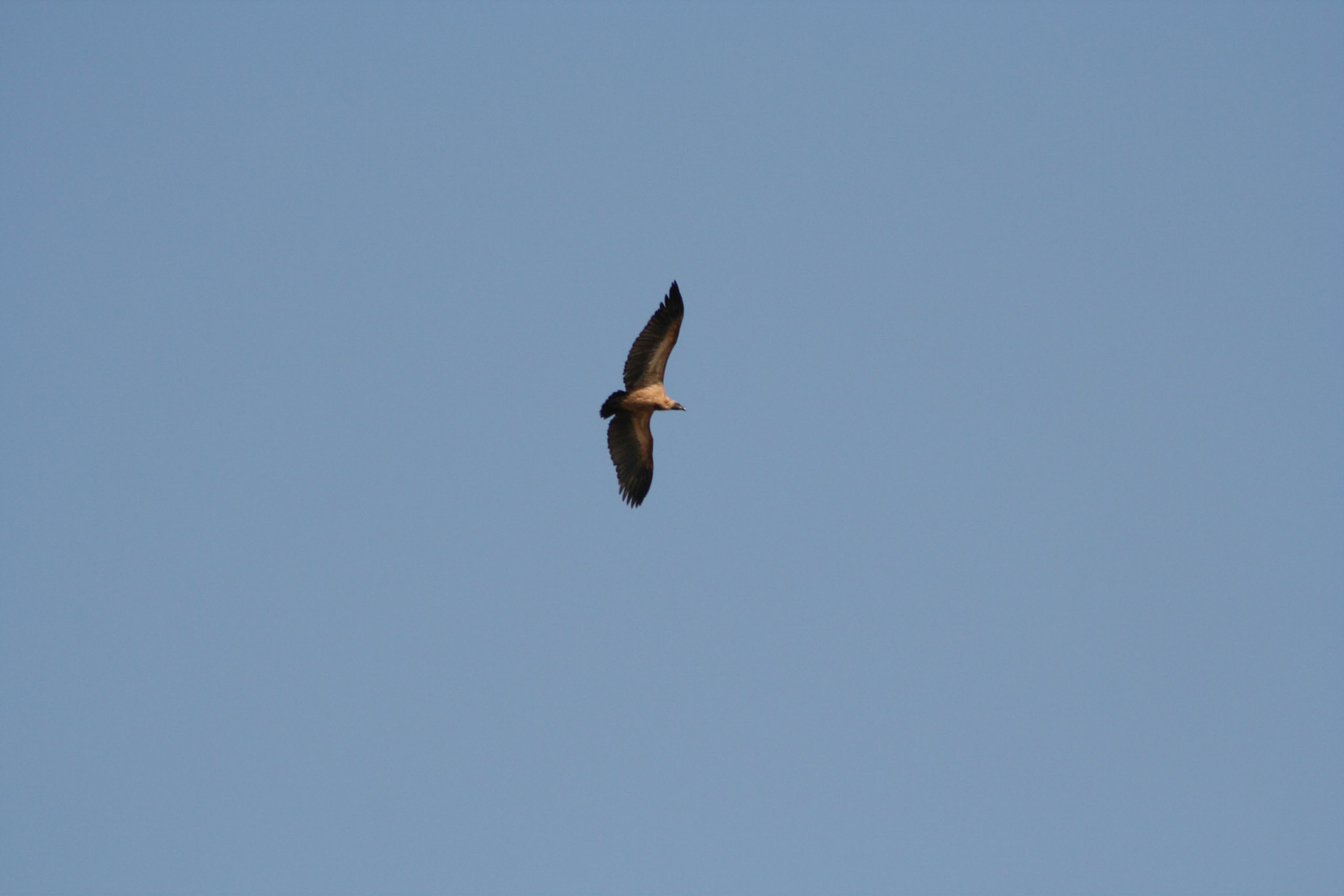 White back vulture