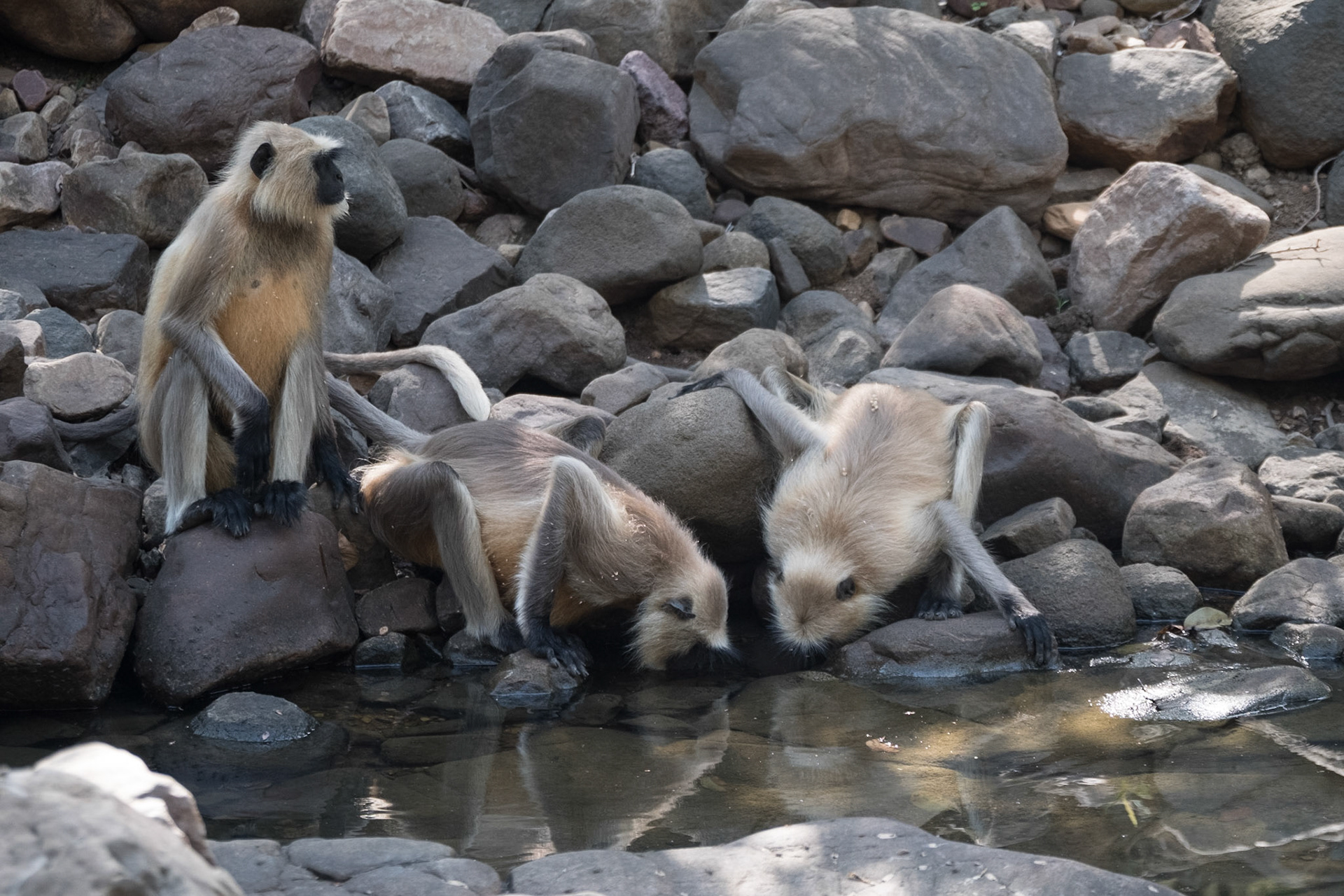 Langur monkeys