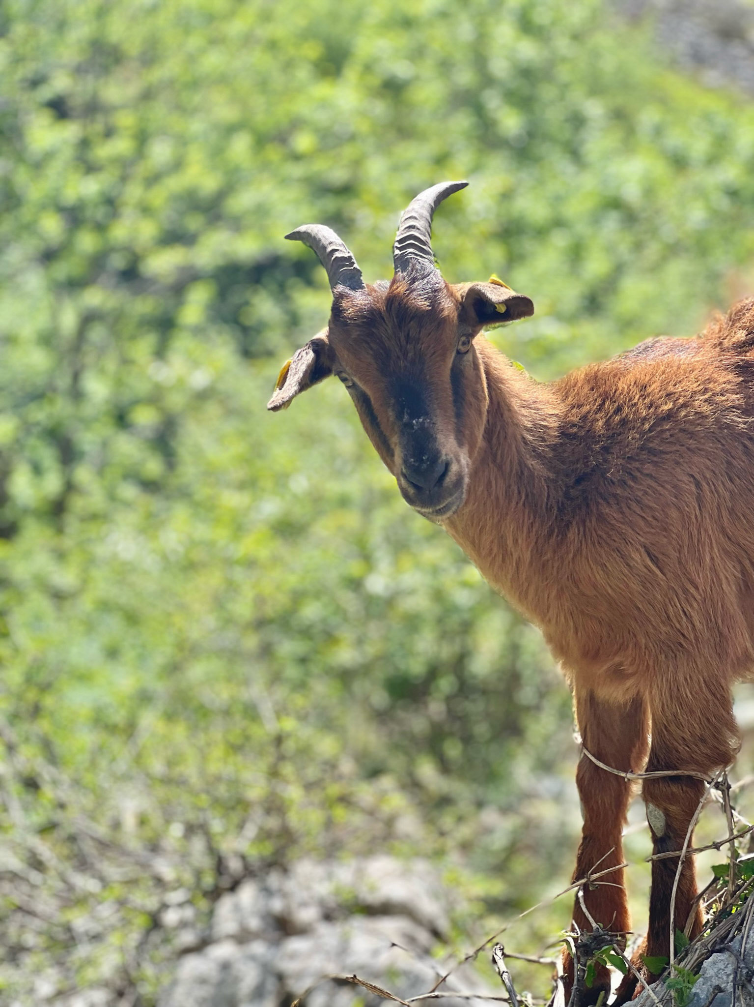 Mountain goat