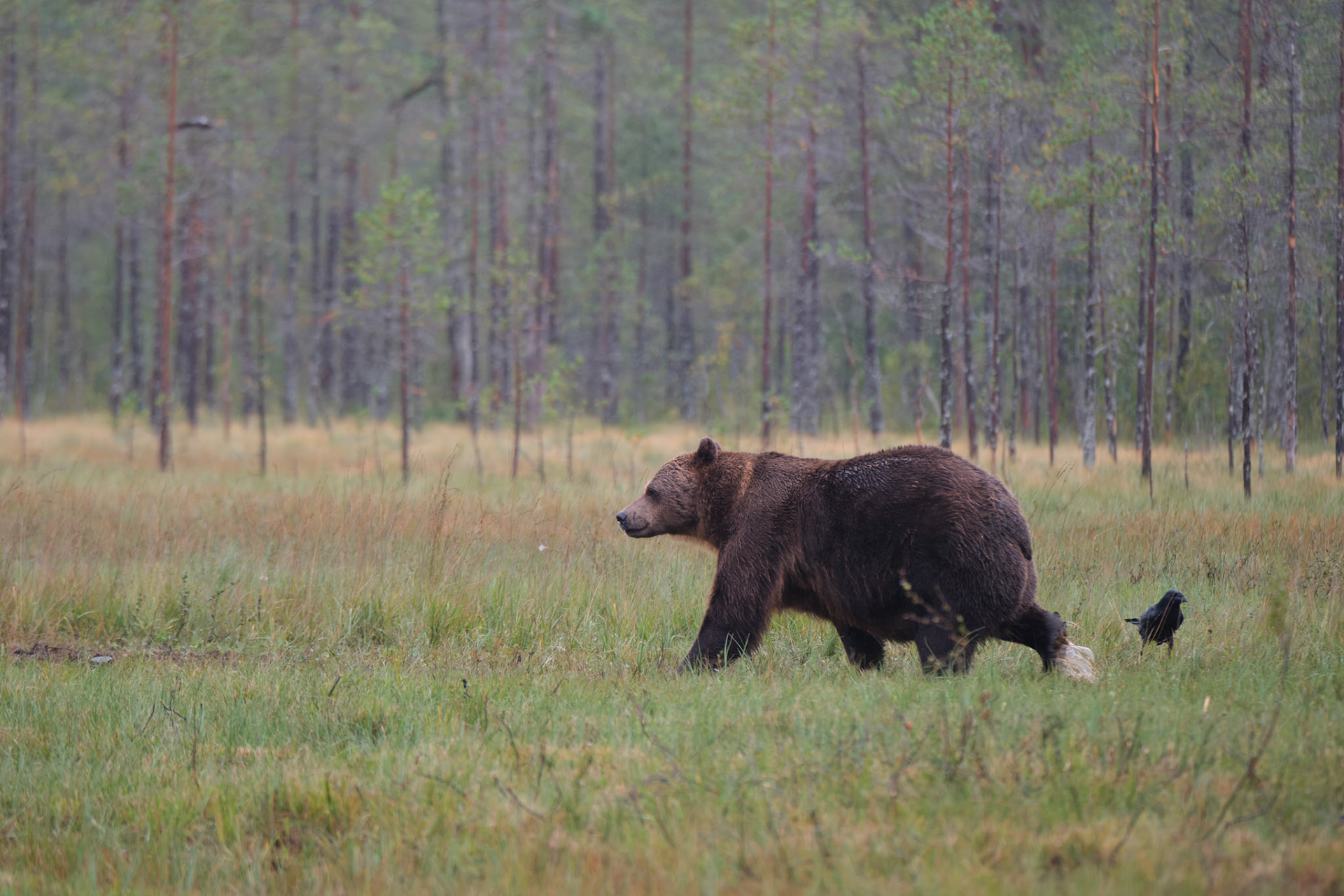 Brown bear
