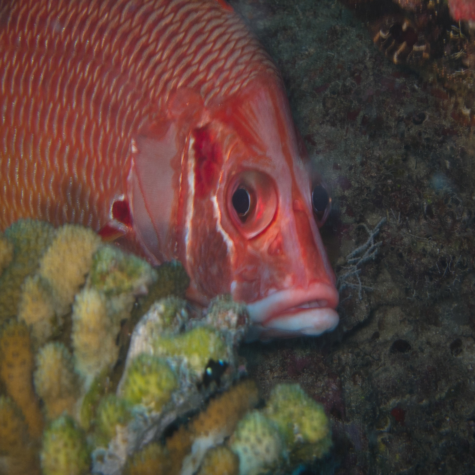Red snapper