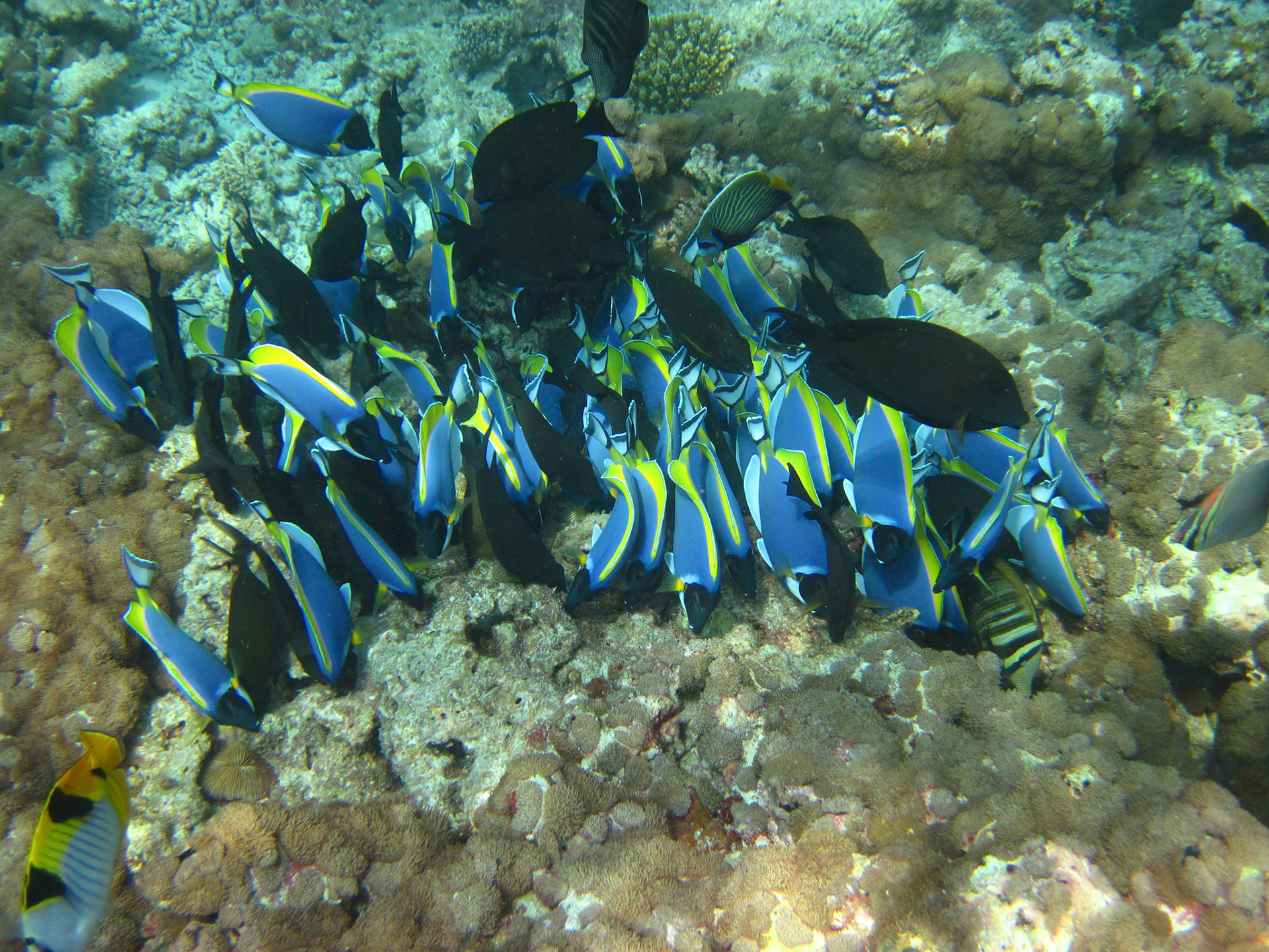 Blue surgeon fish