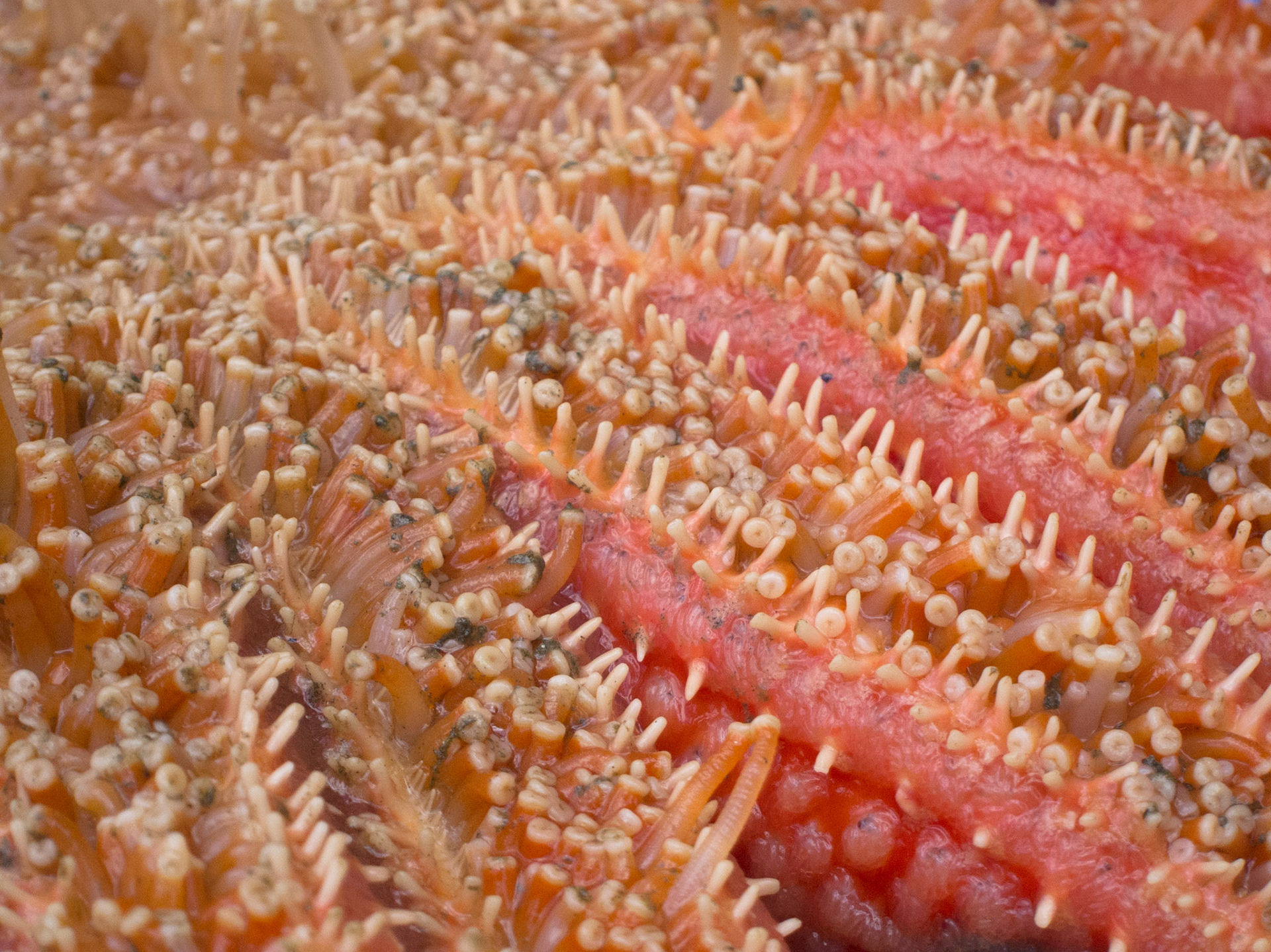 Sunflower star fish