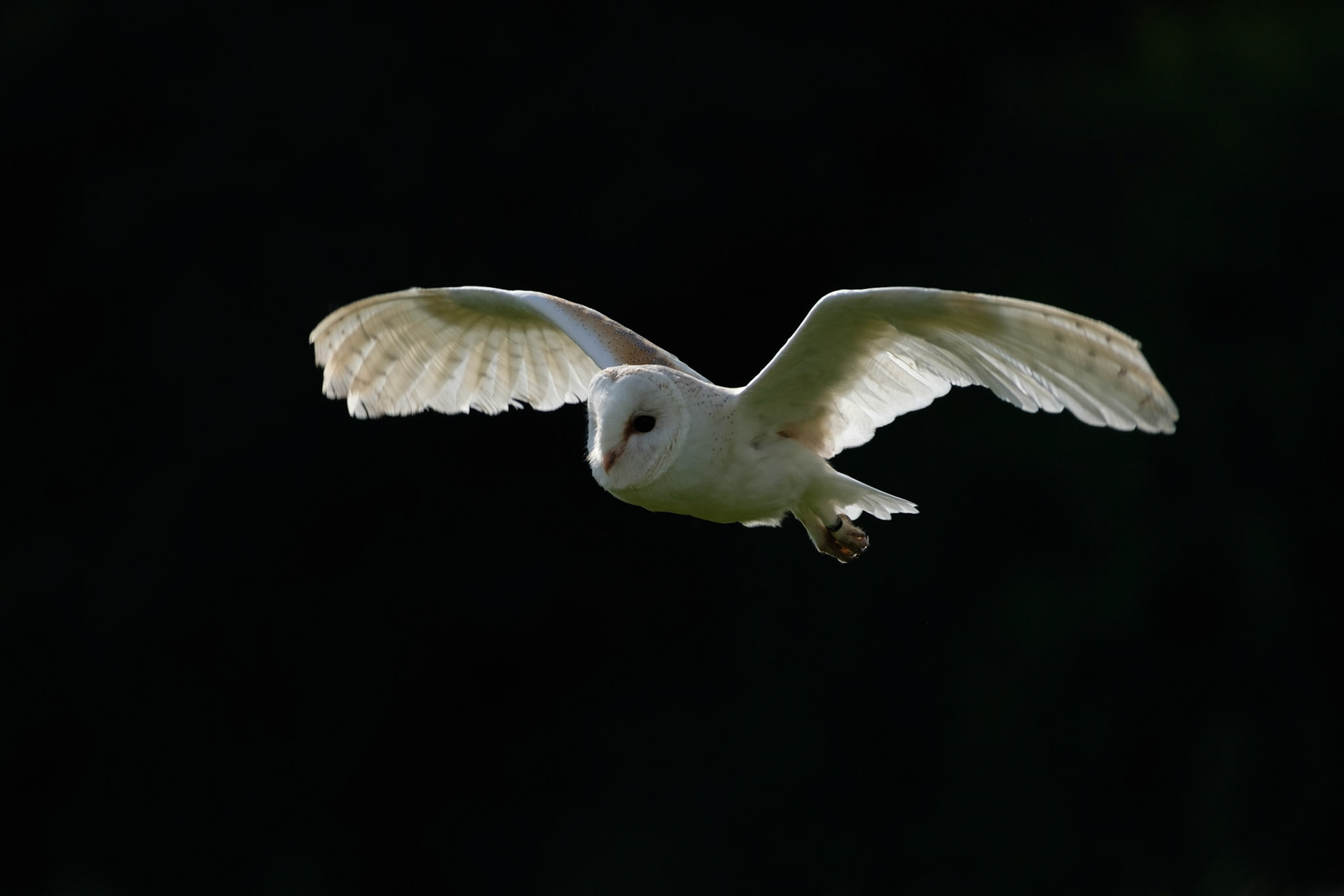 Barn owl