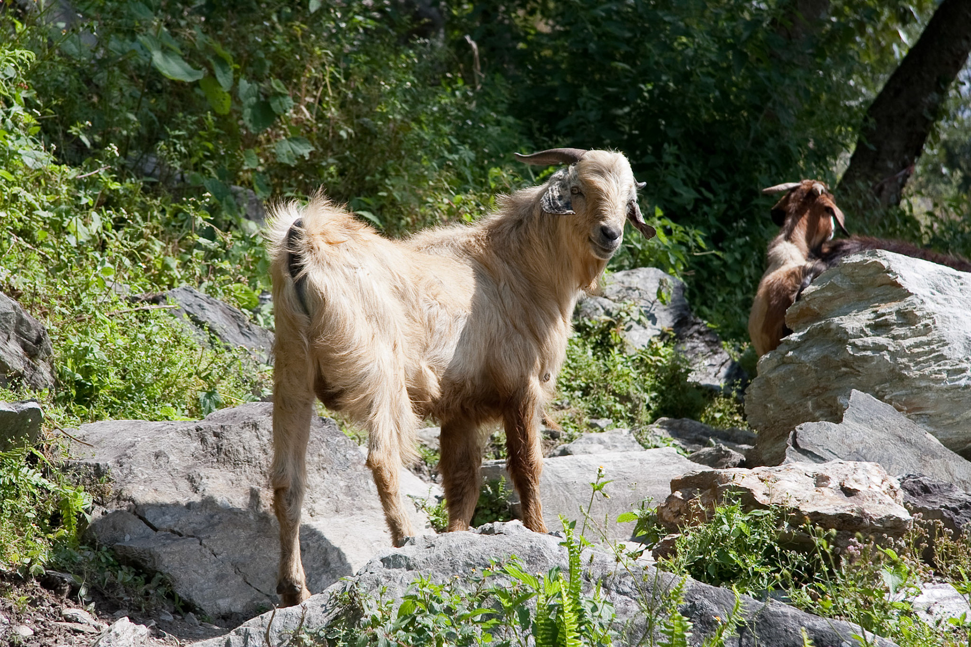 Mountain goat