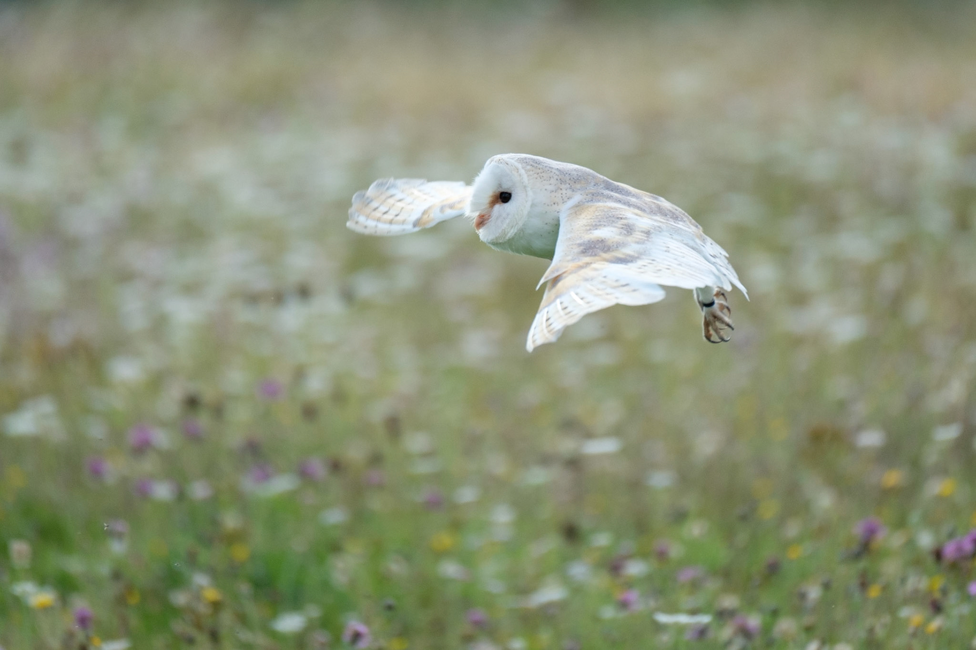 Barn owl