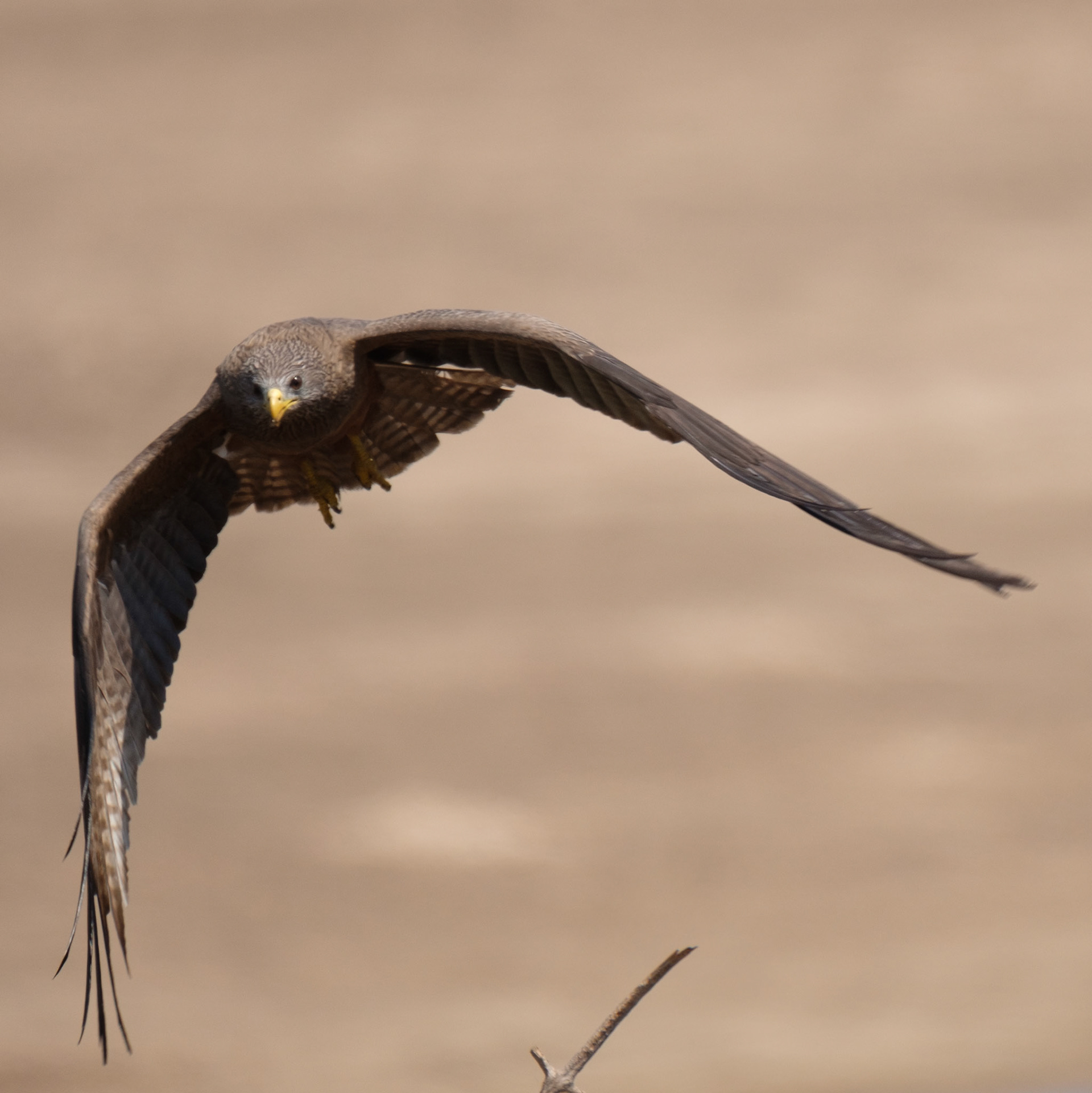 Yellow-billed kite