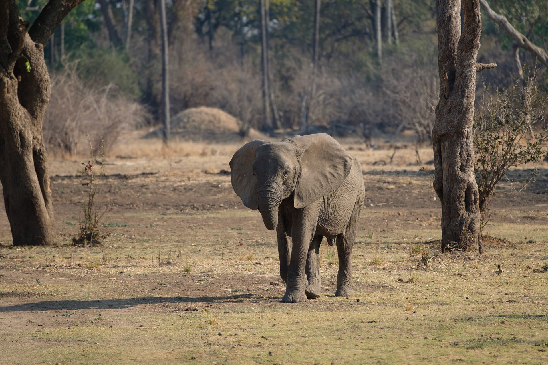 Elephant