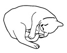 Cat House Cat