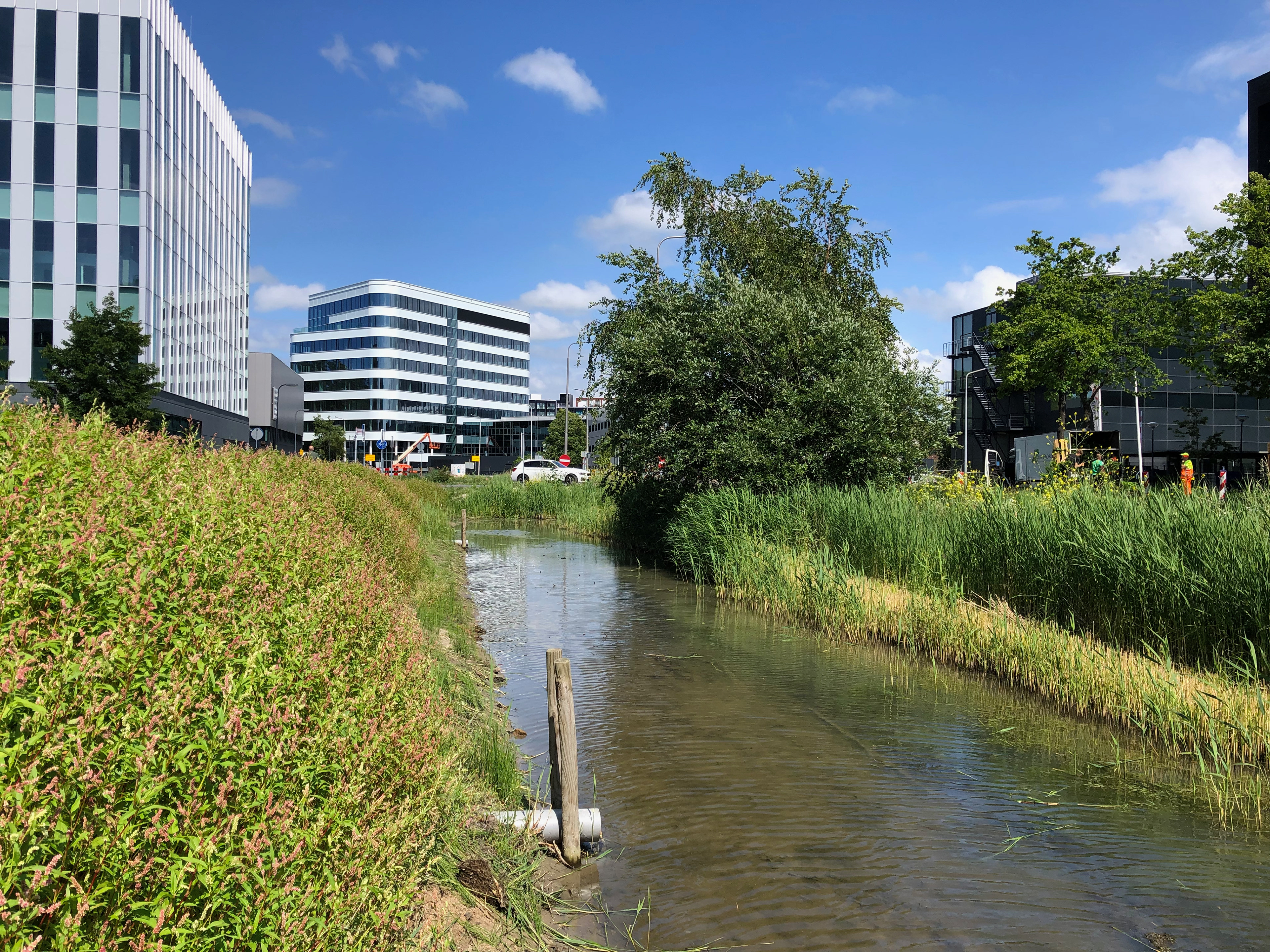 Juni 2022: Natuurvriendelijke oevers bij de Zernikedreef