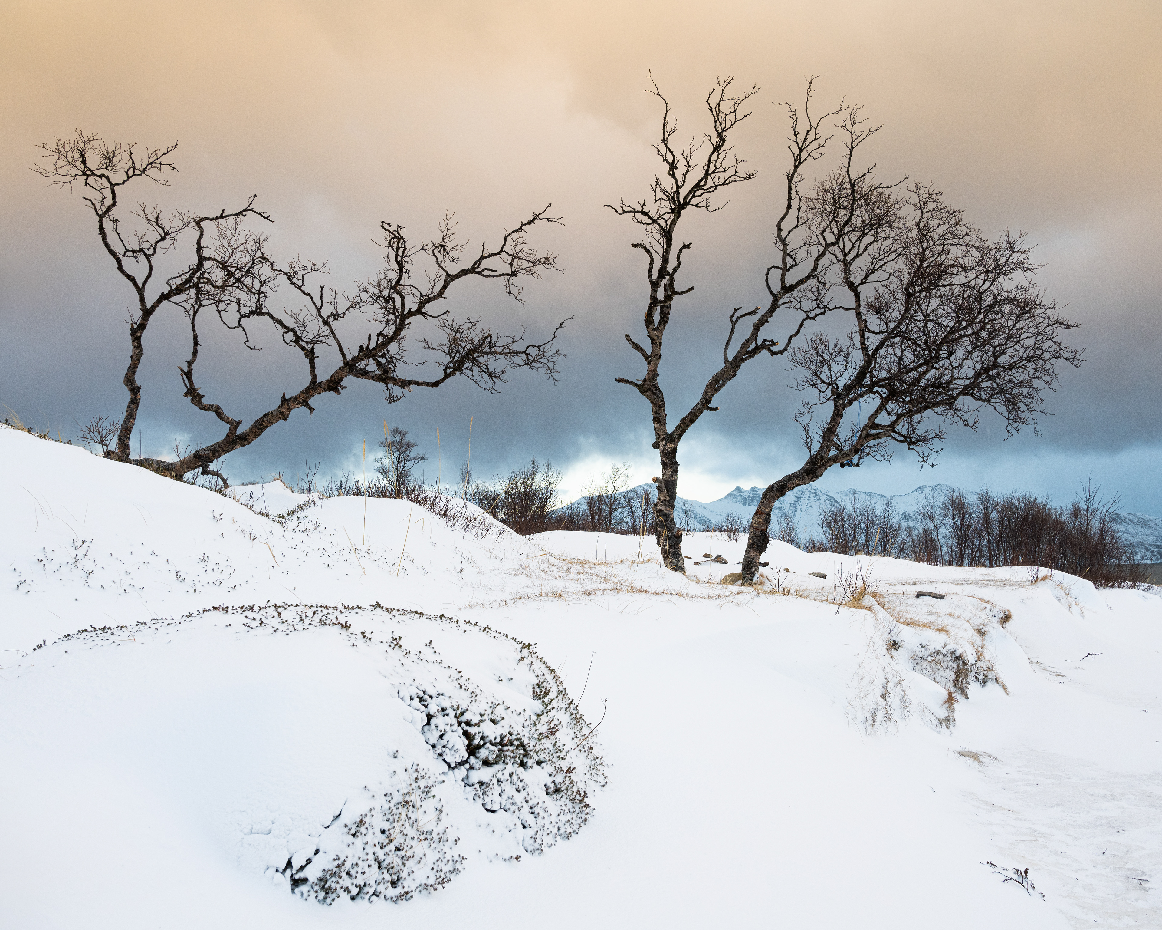 "To see a tree in winter is to see it for what it really is.  A winter tree is an object so intricate and so perplexing that if it hadn't already been decided that winter trees were plain and boring, we would be spending hours pondering them, staring at them in astonishment."  Vivian Swift