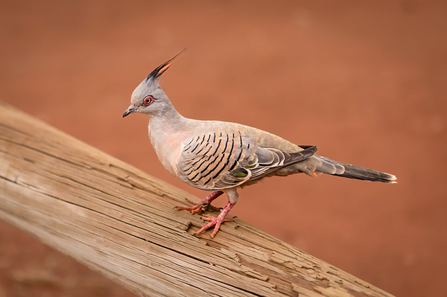 Spinifex pigeon
