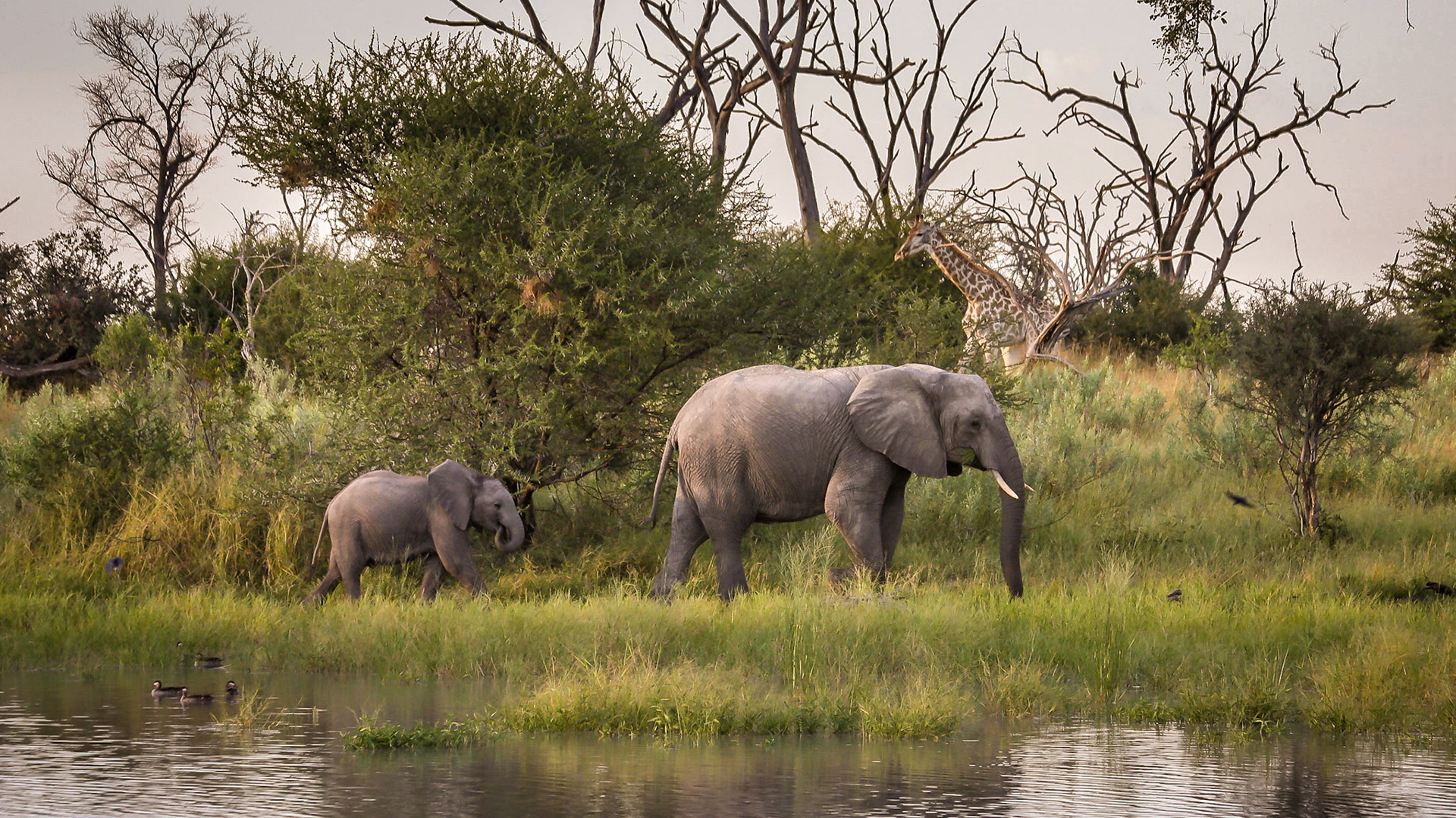 Water-hole, Okavango Delta, Botswana