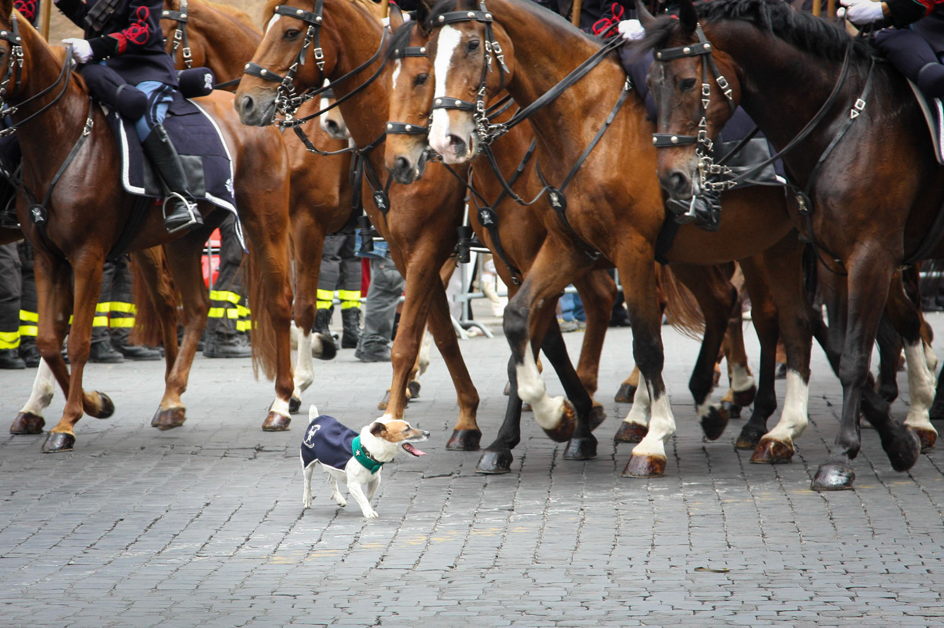 The mascot on parade