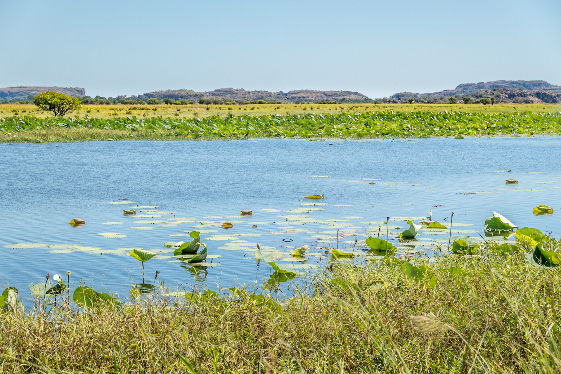 Wetlands