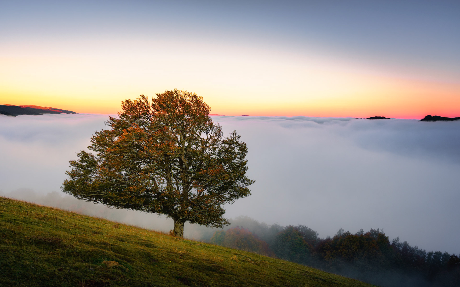 THE BALLAD OF THE TREE