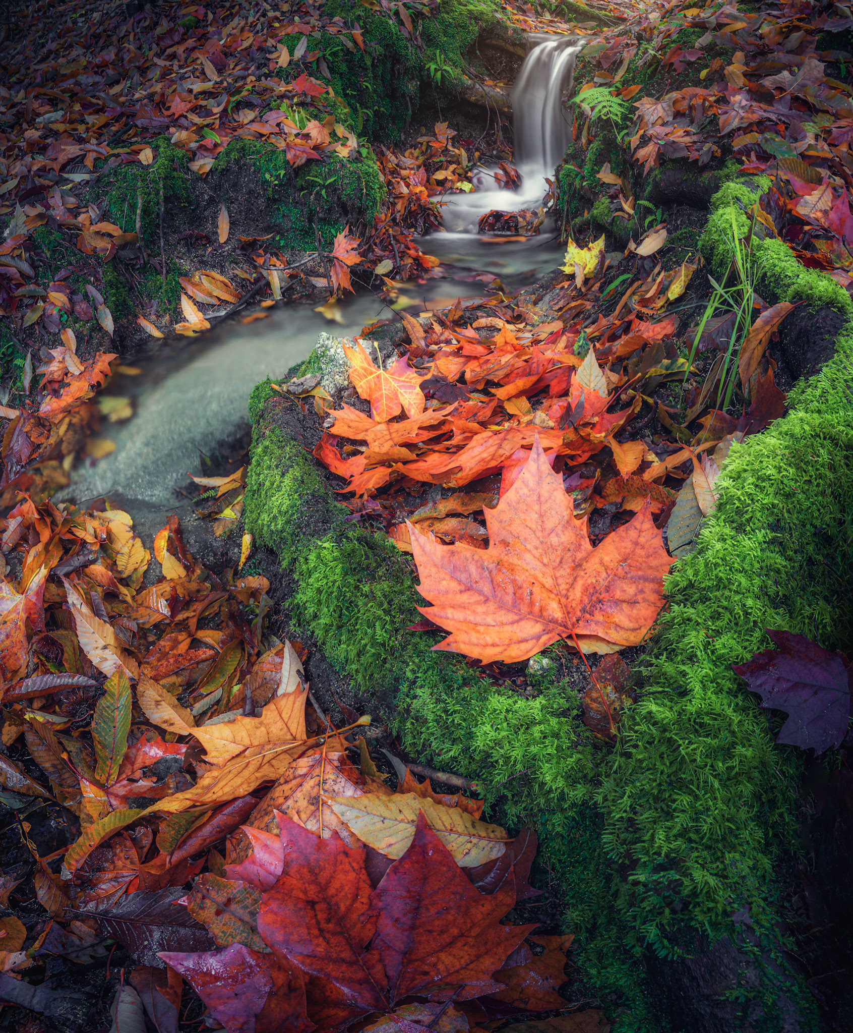 AUTUMN TALE