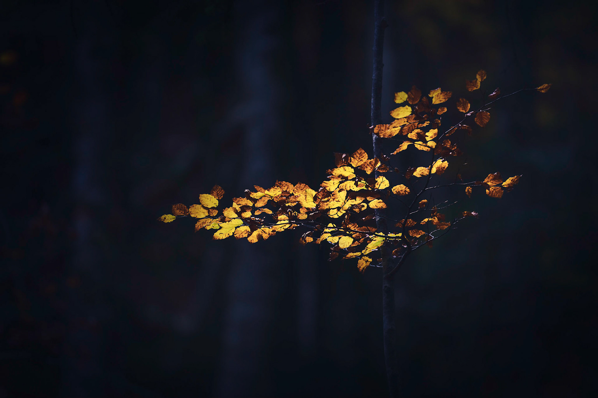 THE BRANCH