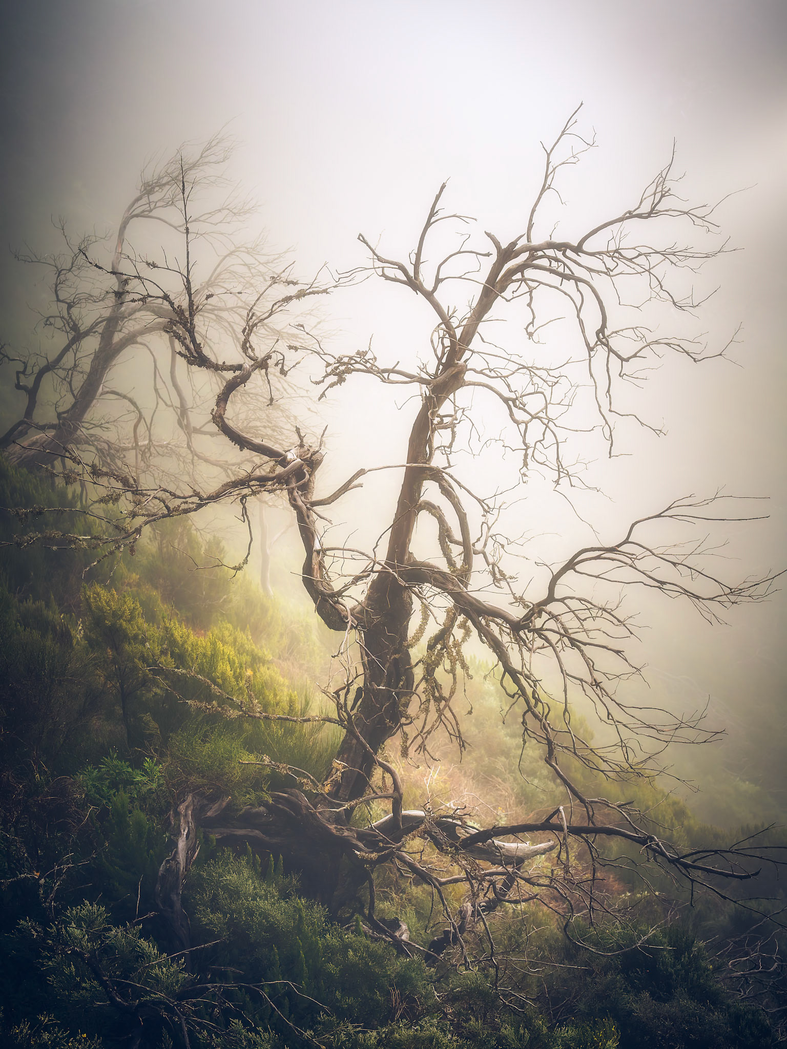 GUARDIAN OF THE PATH