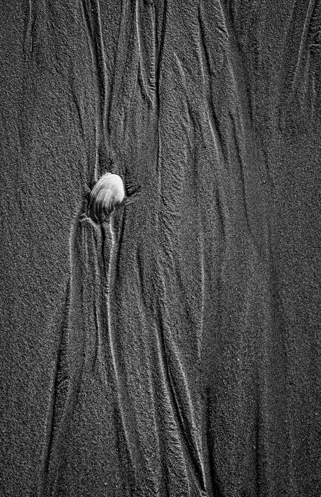 BLACK AND WHITE SEASHELL