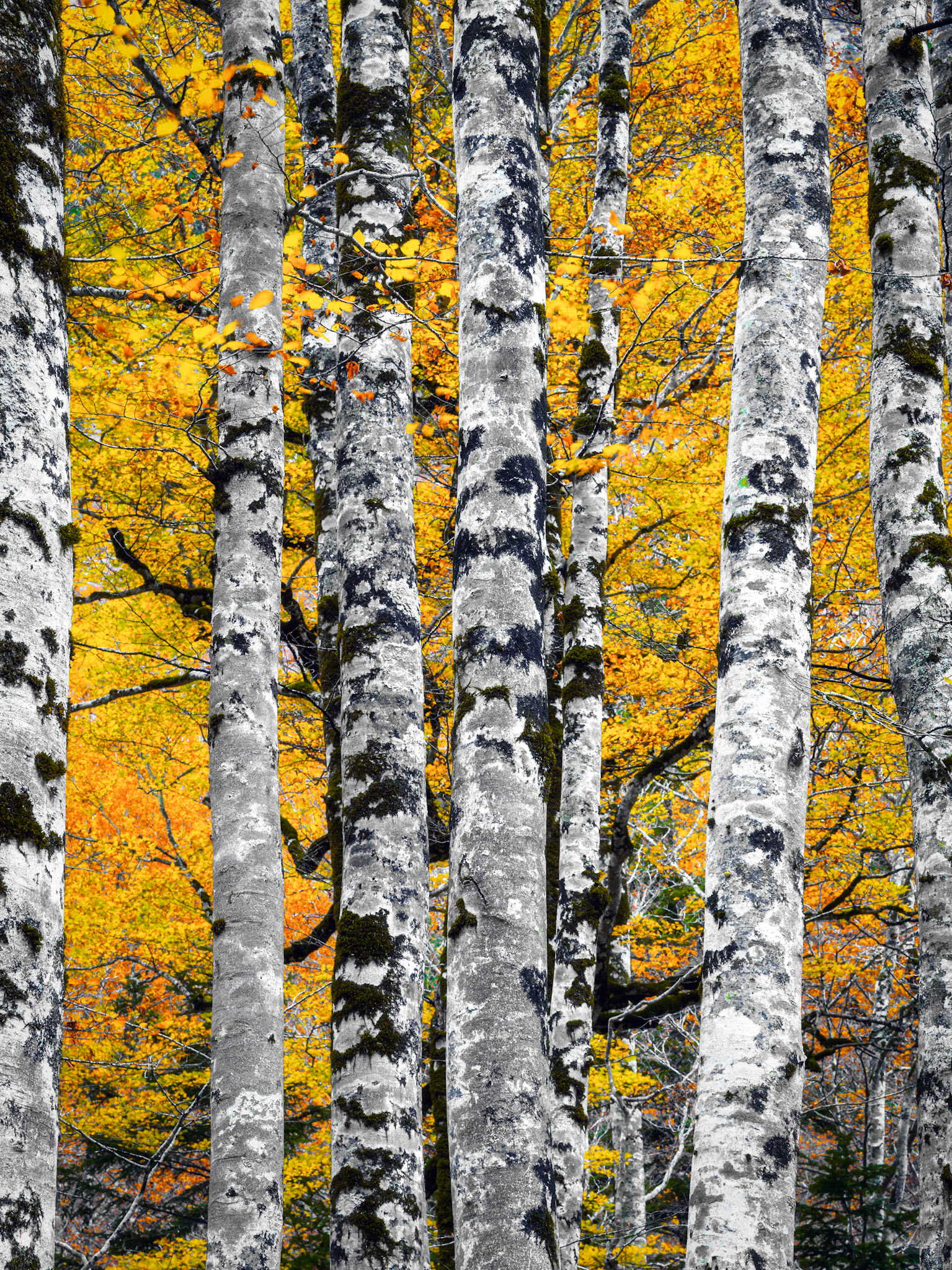 YELLOW LEAVES