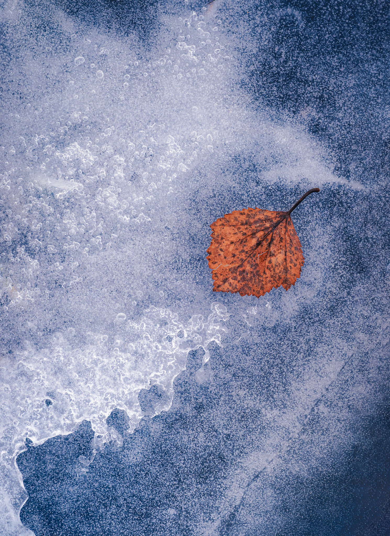 FROZEN_LEAVE