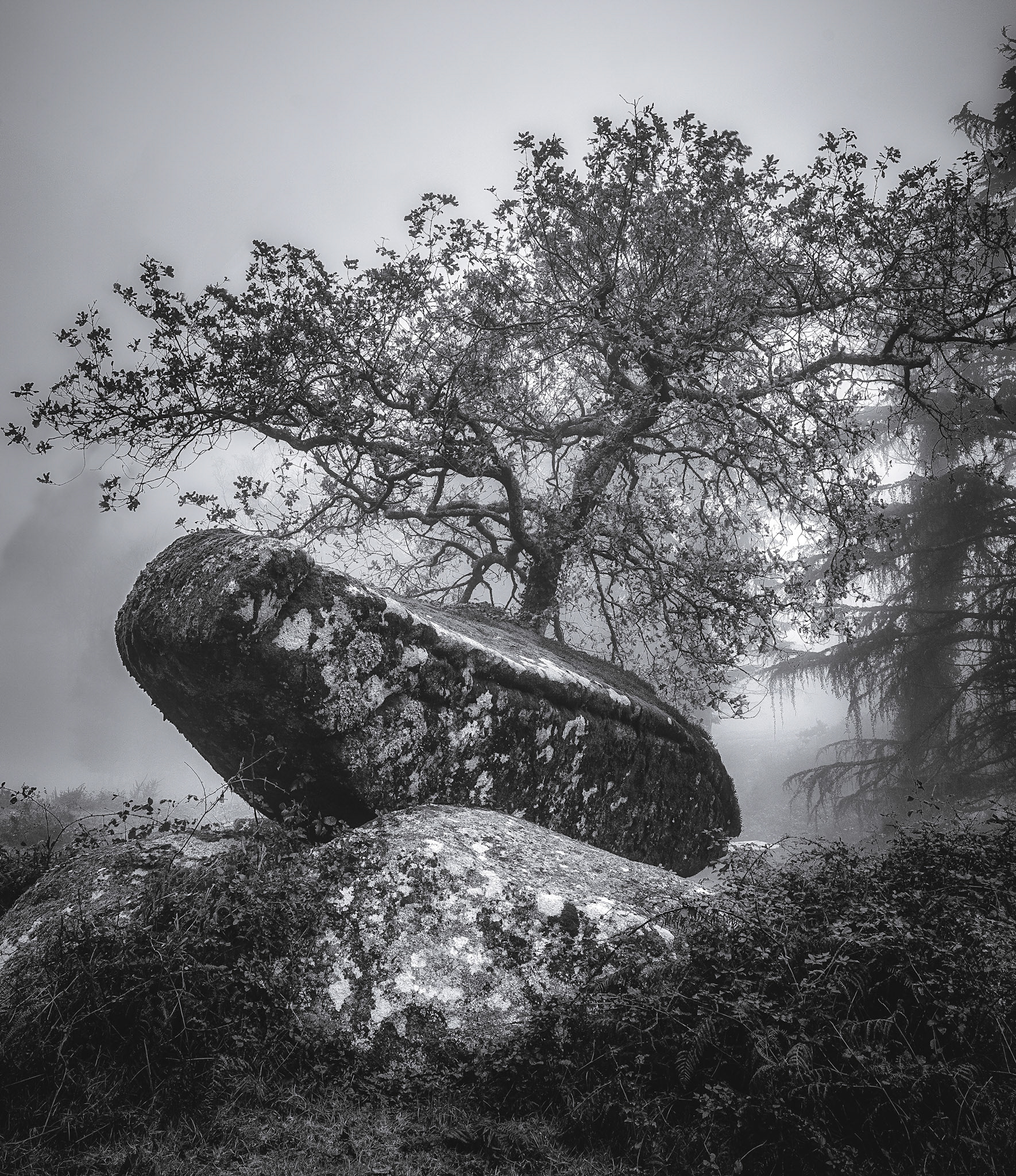 BONSAI