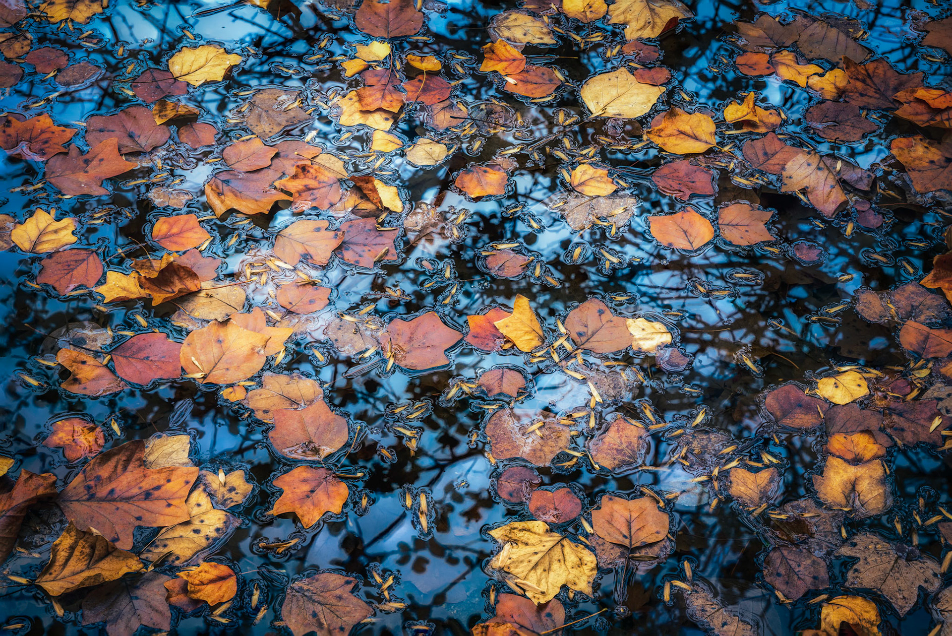 LEAVES IN WATER v2