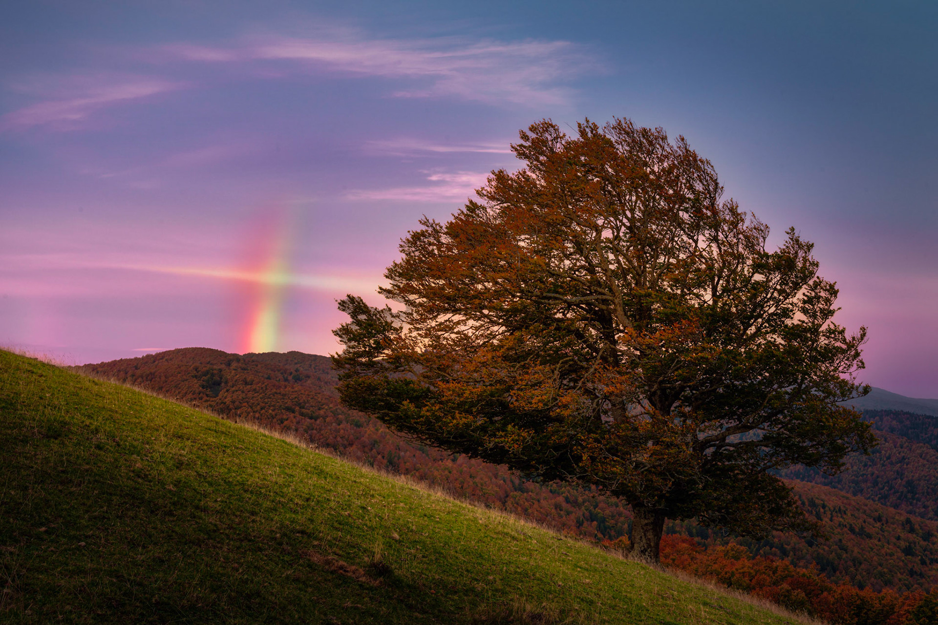 RAINBOW AND TREE