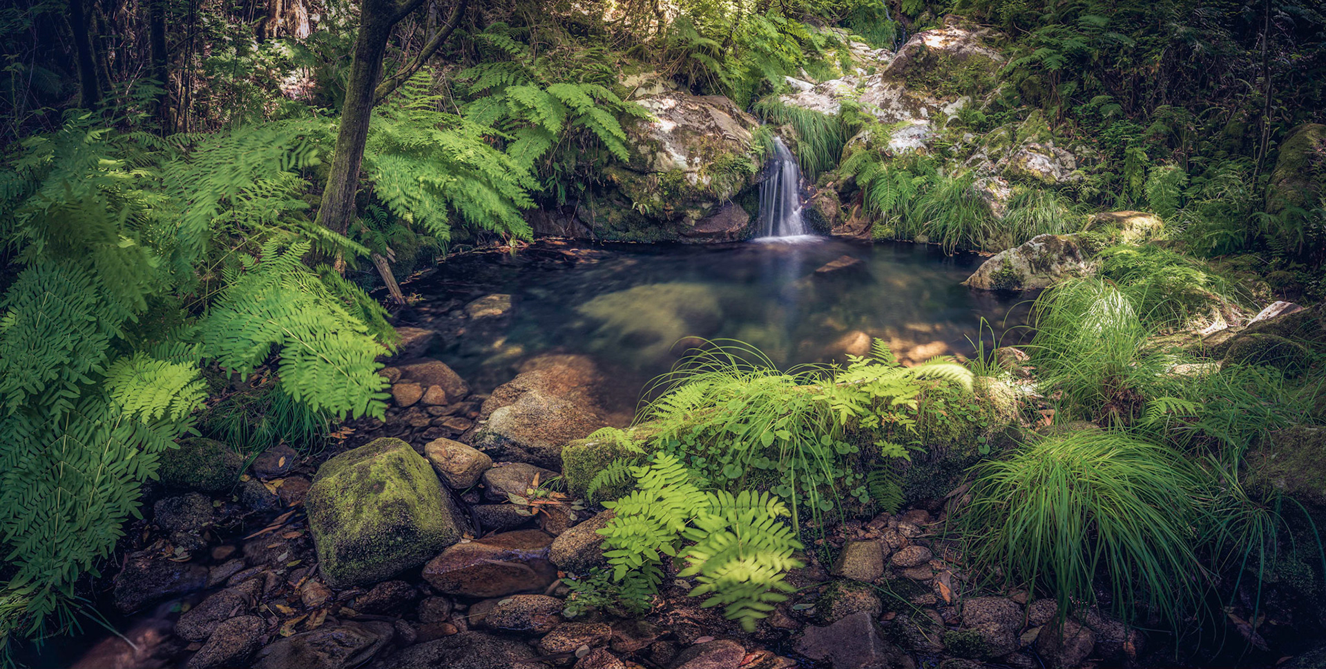 THE POND