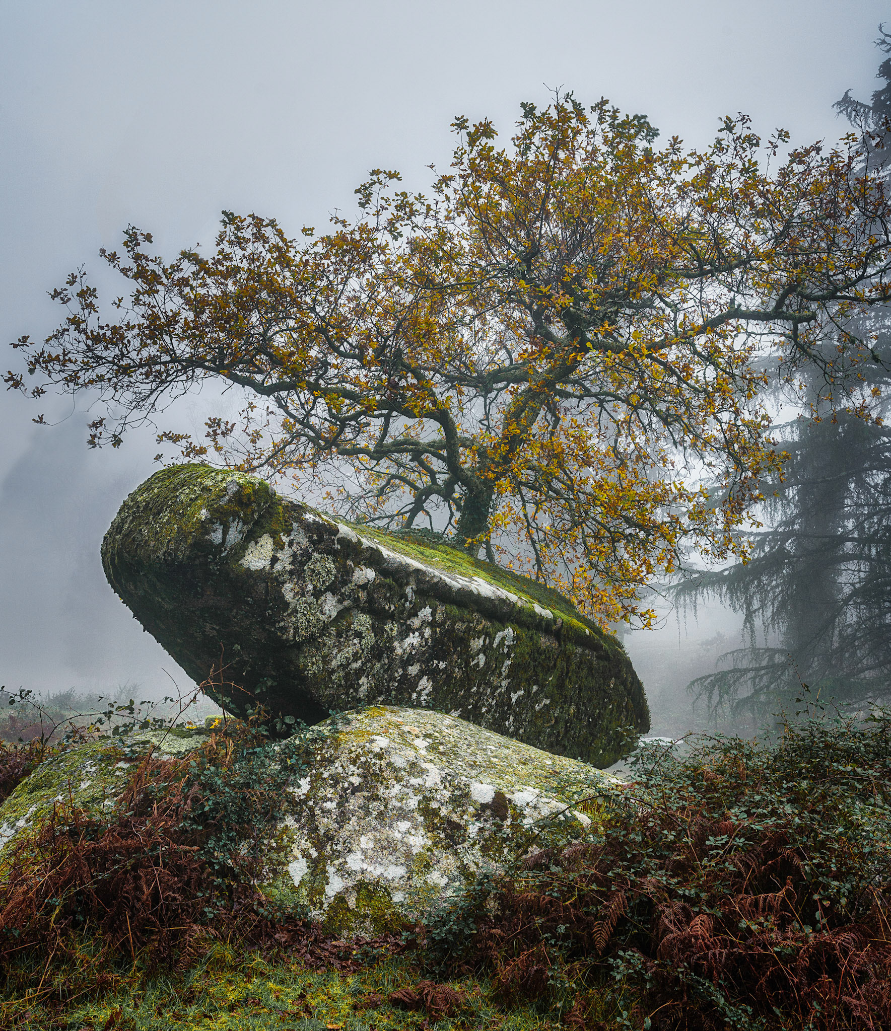 STONE TREE