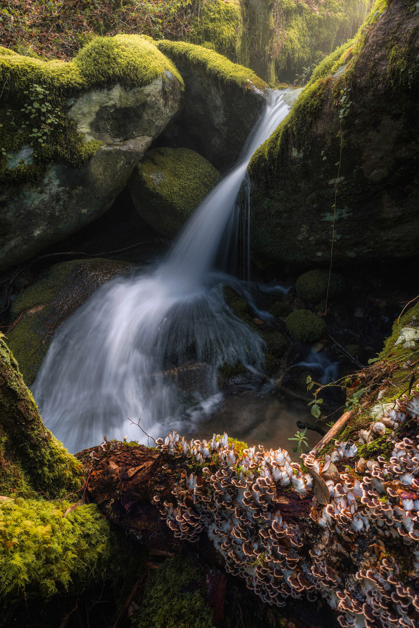 THE MUSHROOMS AND THE WATERFALL