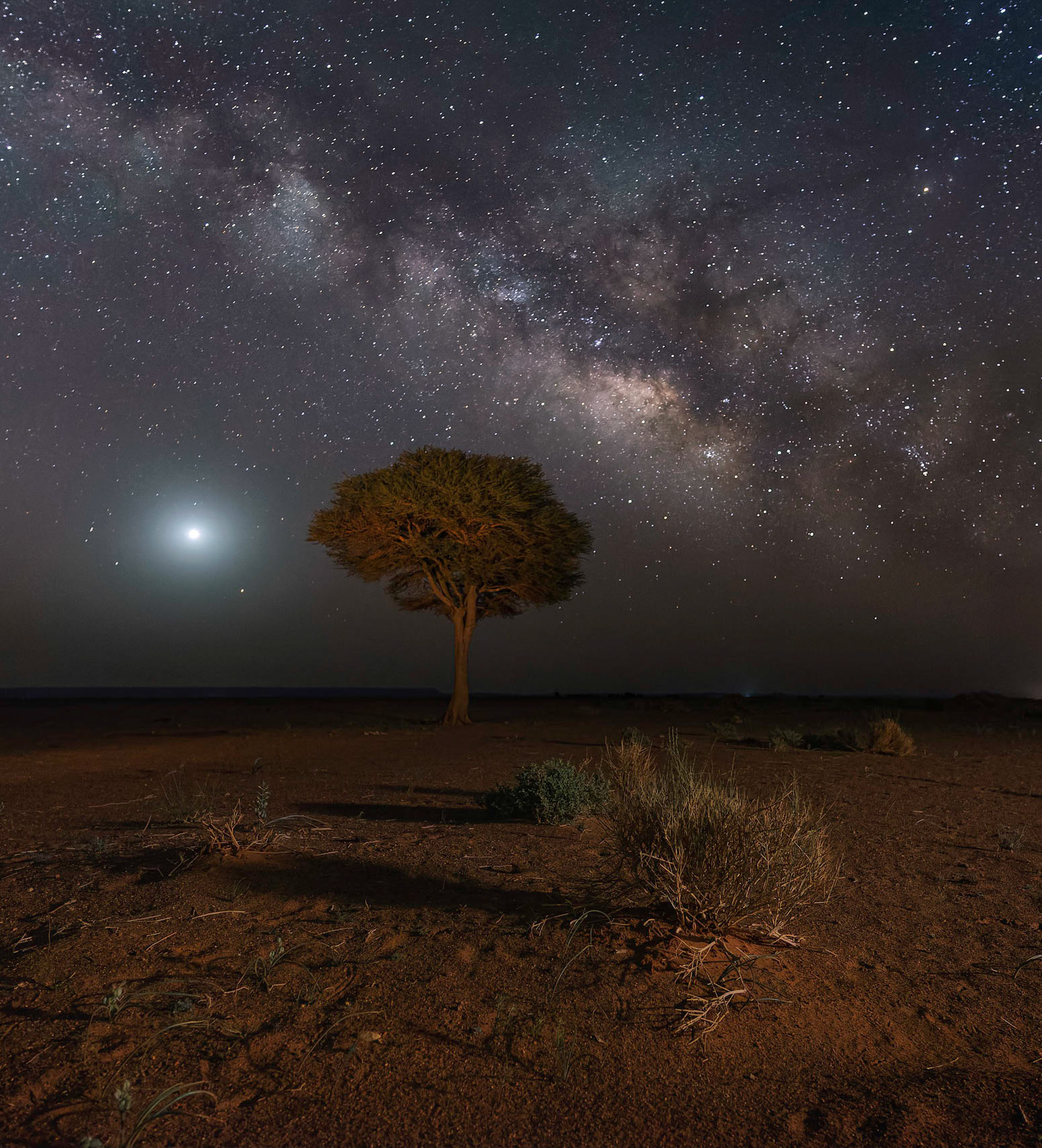 EL SUEÑO DEL BAOBAB vertical