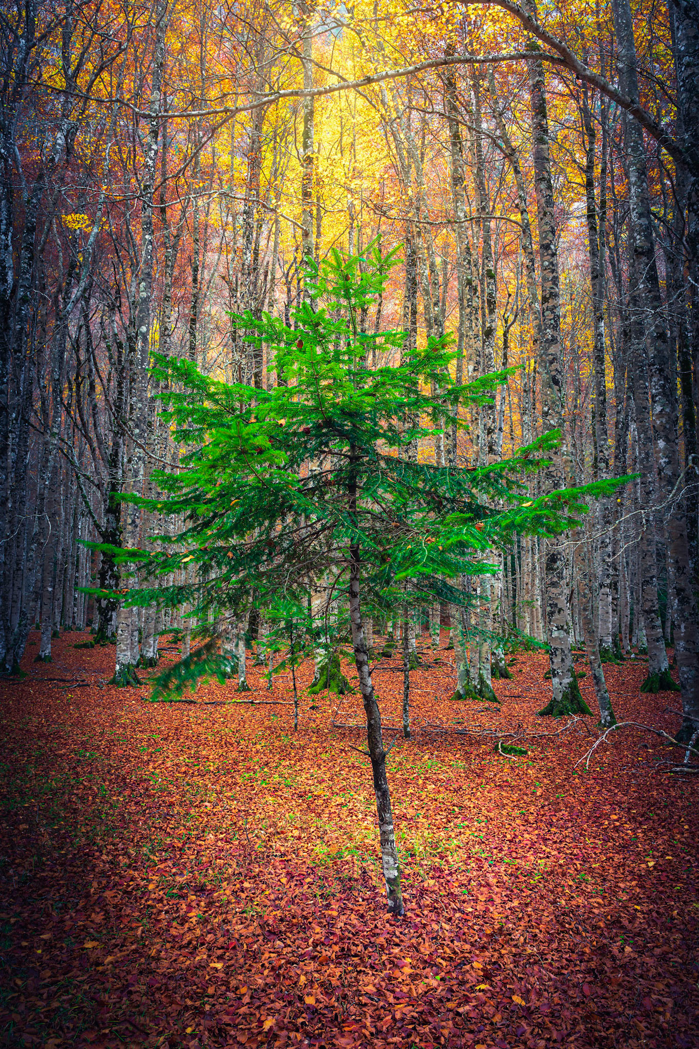 A TREE