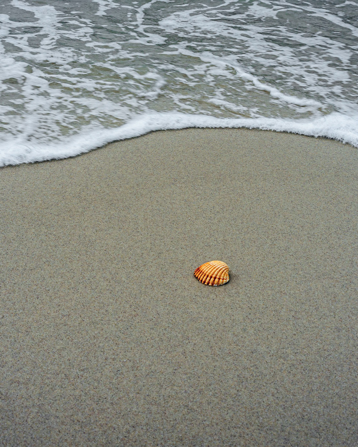 THE SHELL AND THE WAVE vertical