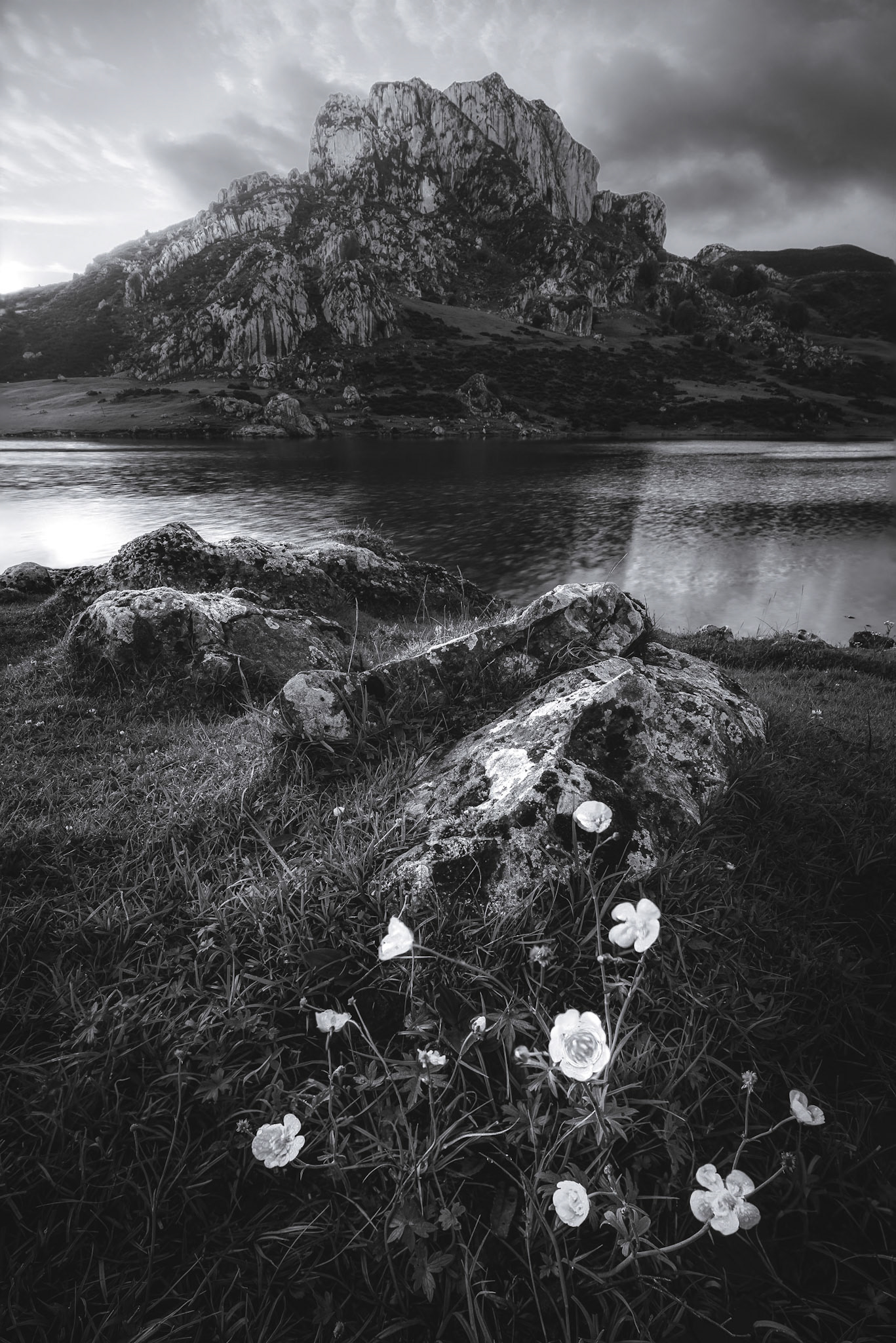 MORNING FLOWERS black and white