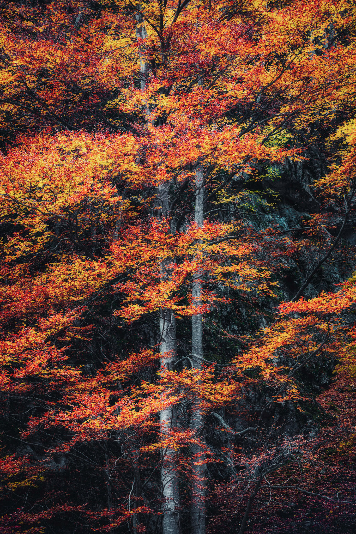 TWO TREES
