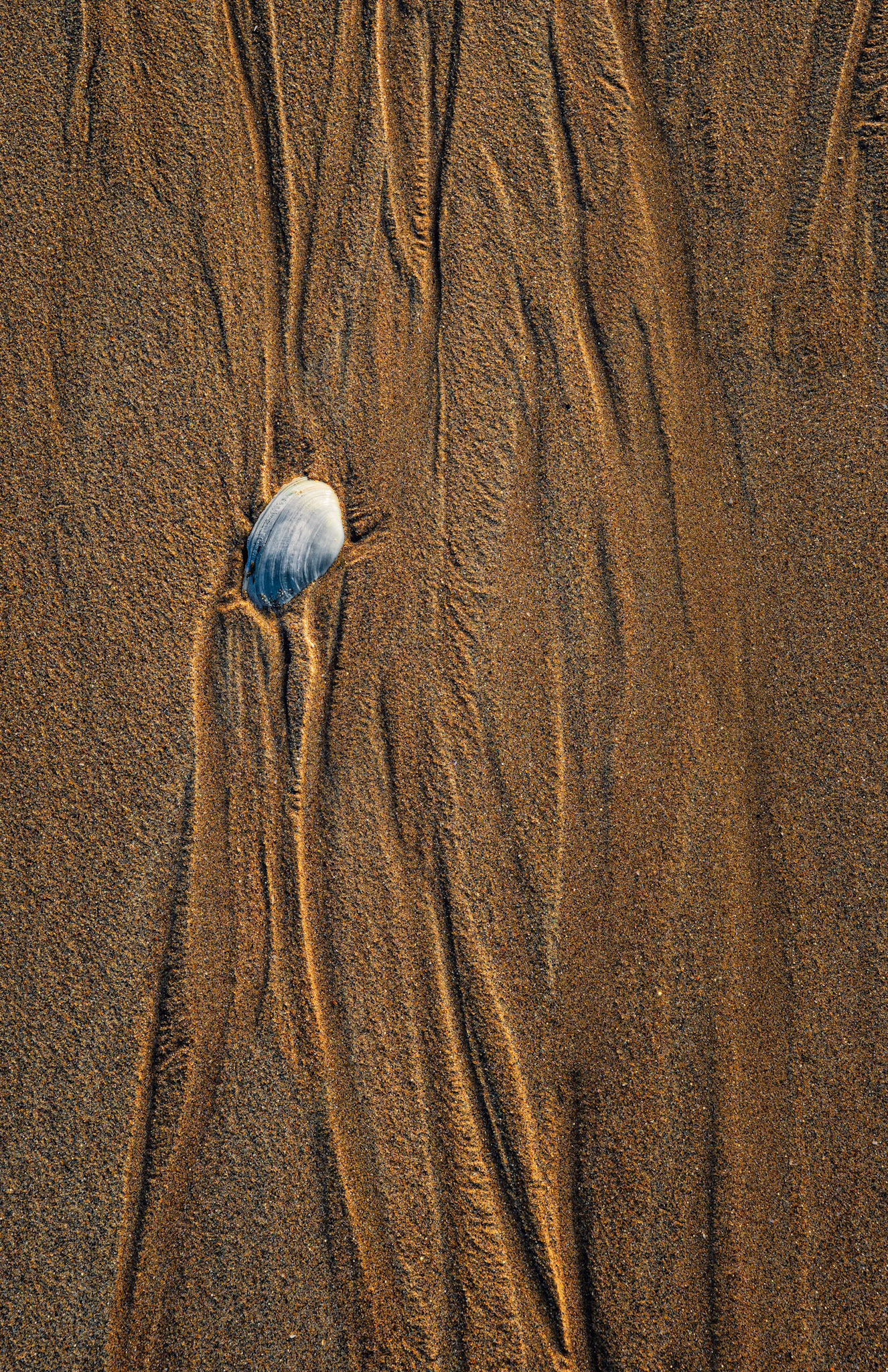 SEASHELL