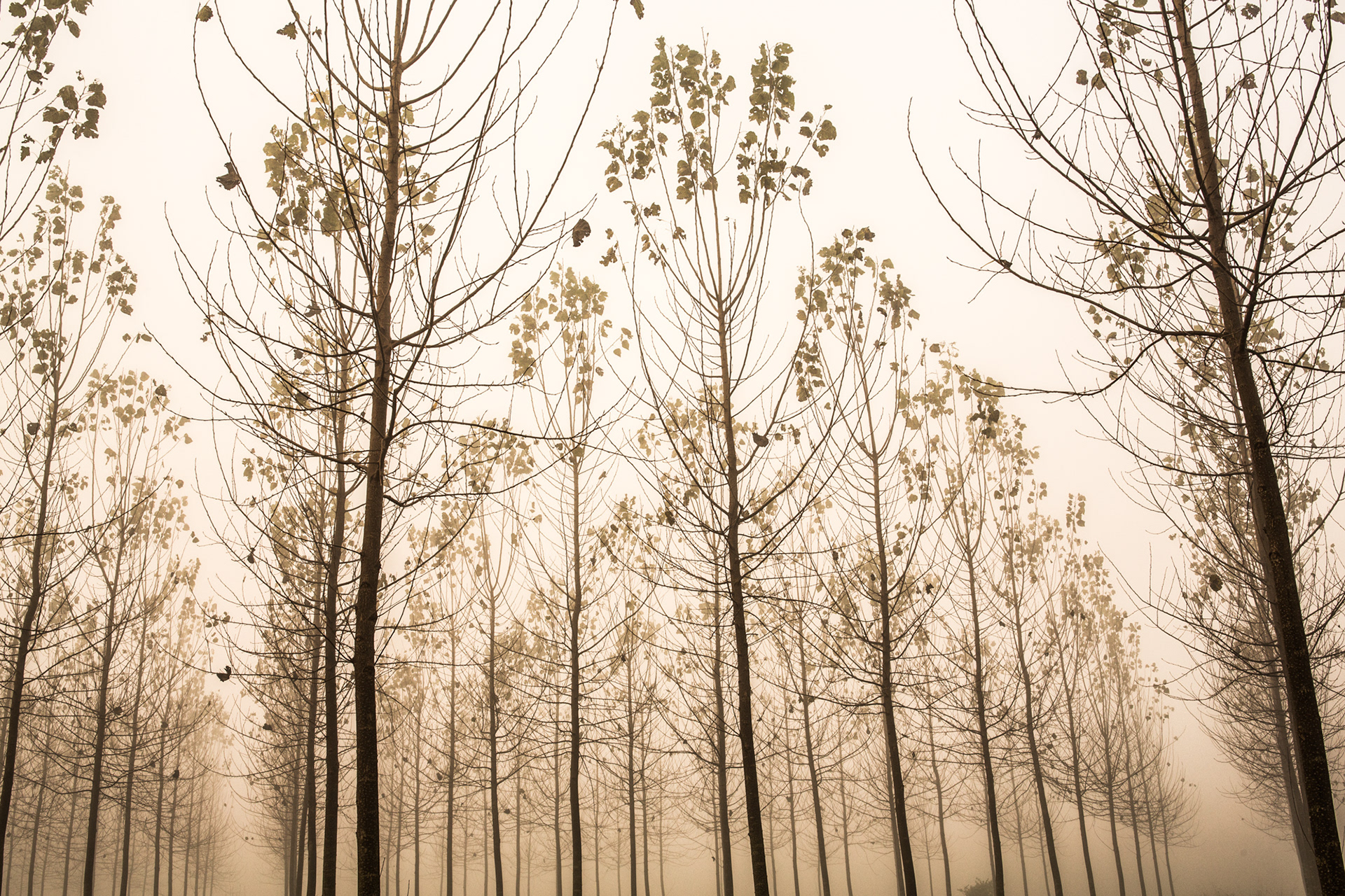 Respiro d'autunno #4