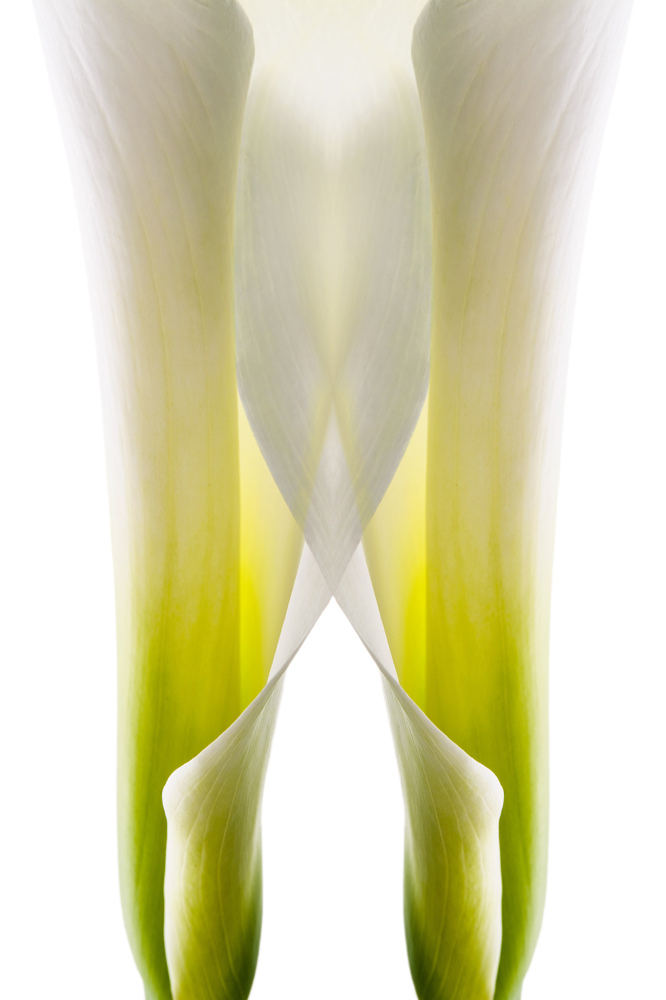 Metamorfosi di una calla #4