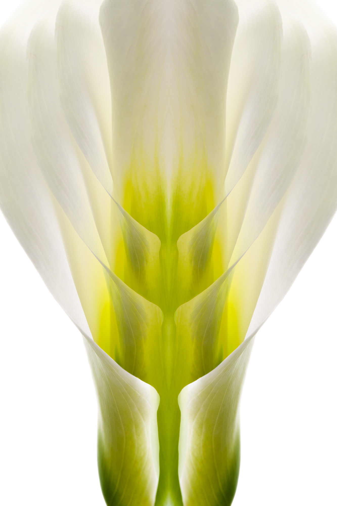 Metamorfosi di una calla #3