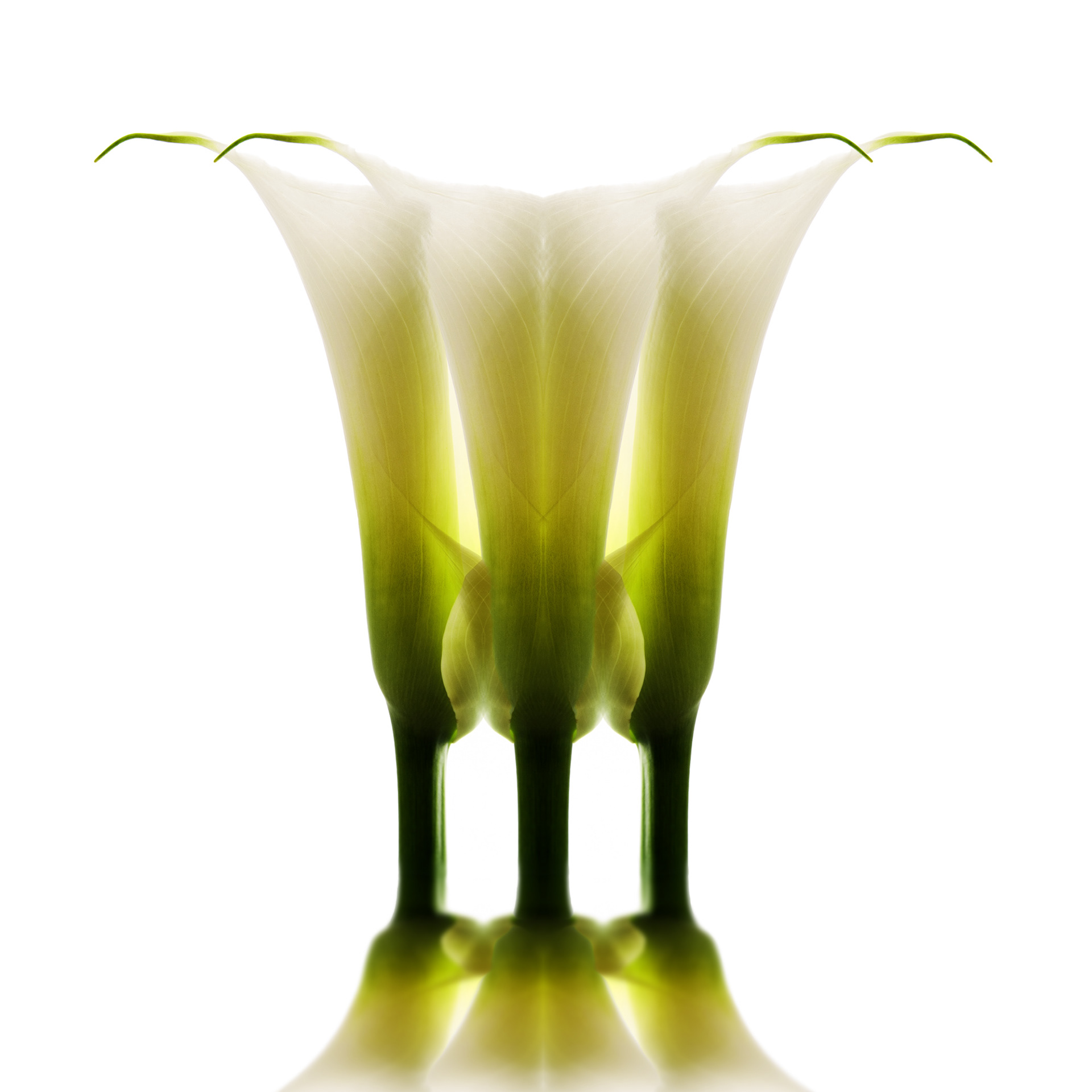 Metamorfosi di una calla #2
