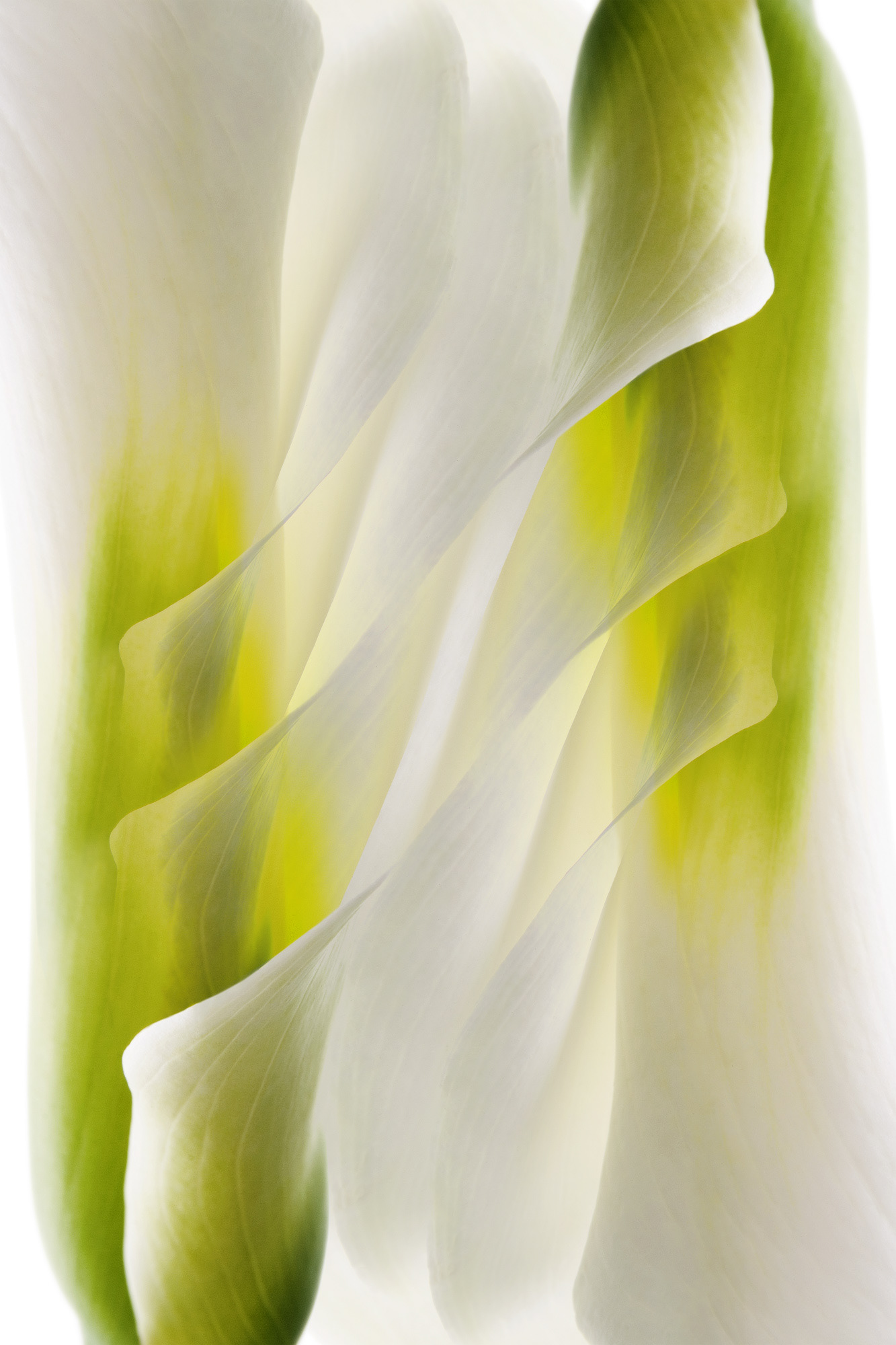 Metamorfosi di una calla #6